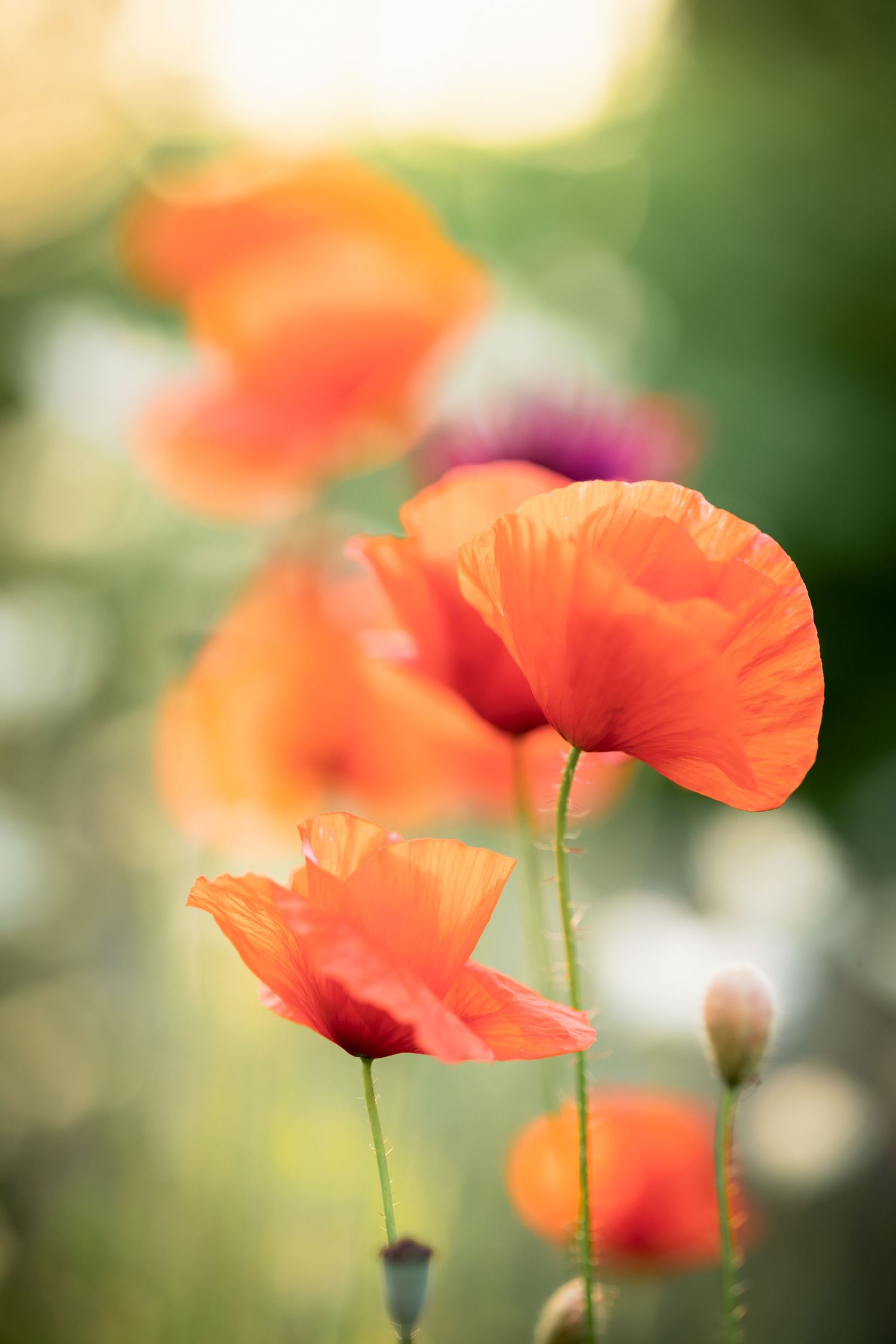 Vibrant orange poppies bloom in soft focus against a blurred natural green background.