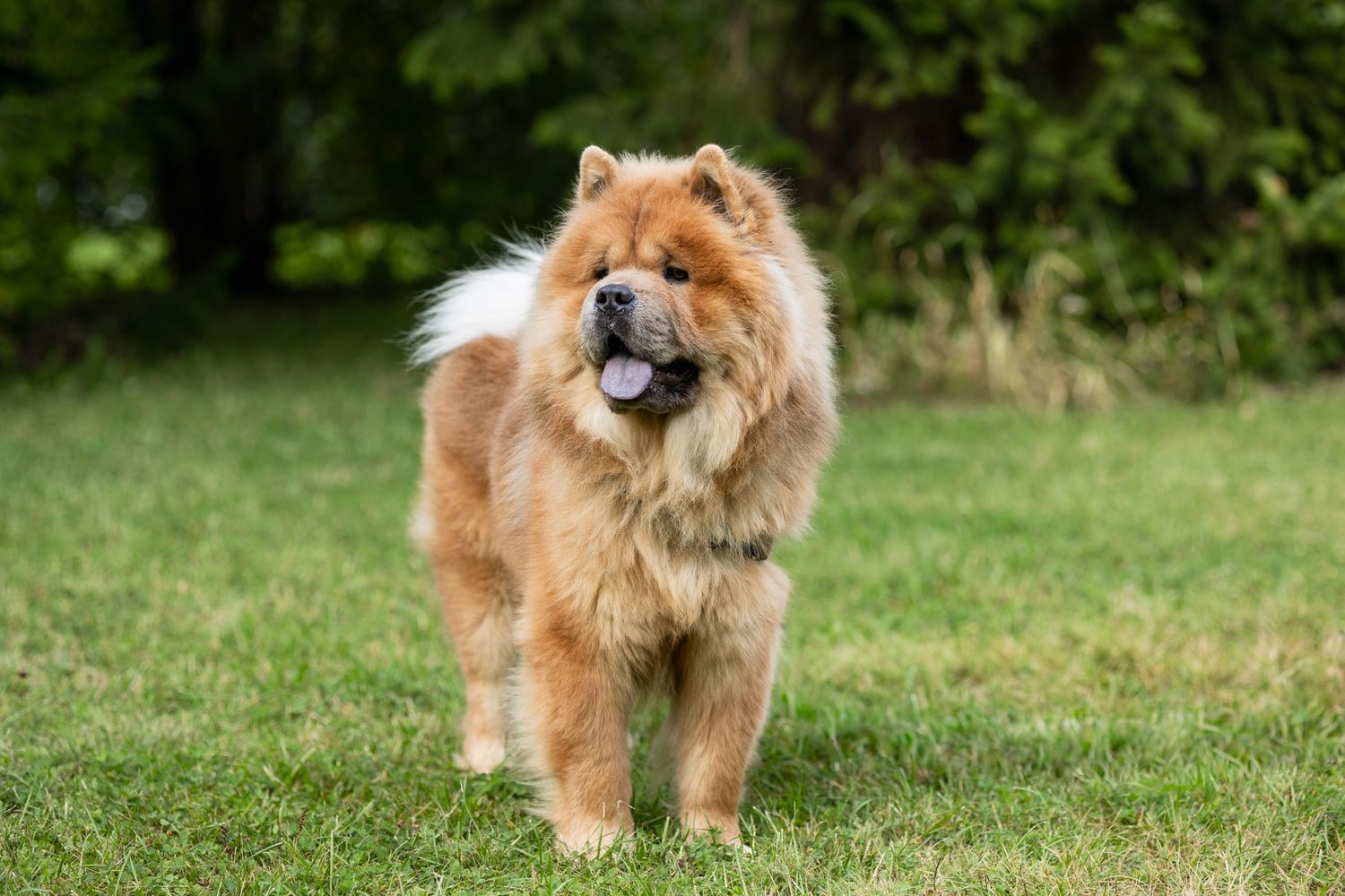 Pörröinen punaruskea chow chow koira seisoo nurmikolla puistossa.