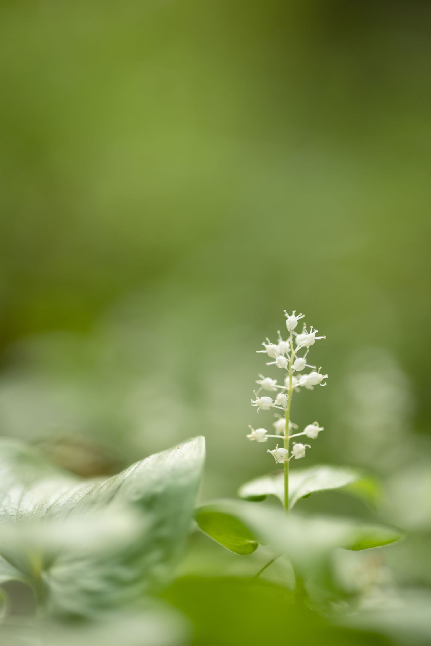 Delicate white flower spike emerging from green foliage in soft focus.