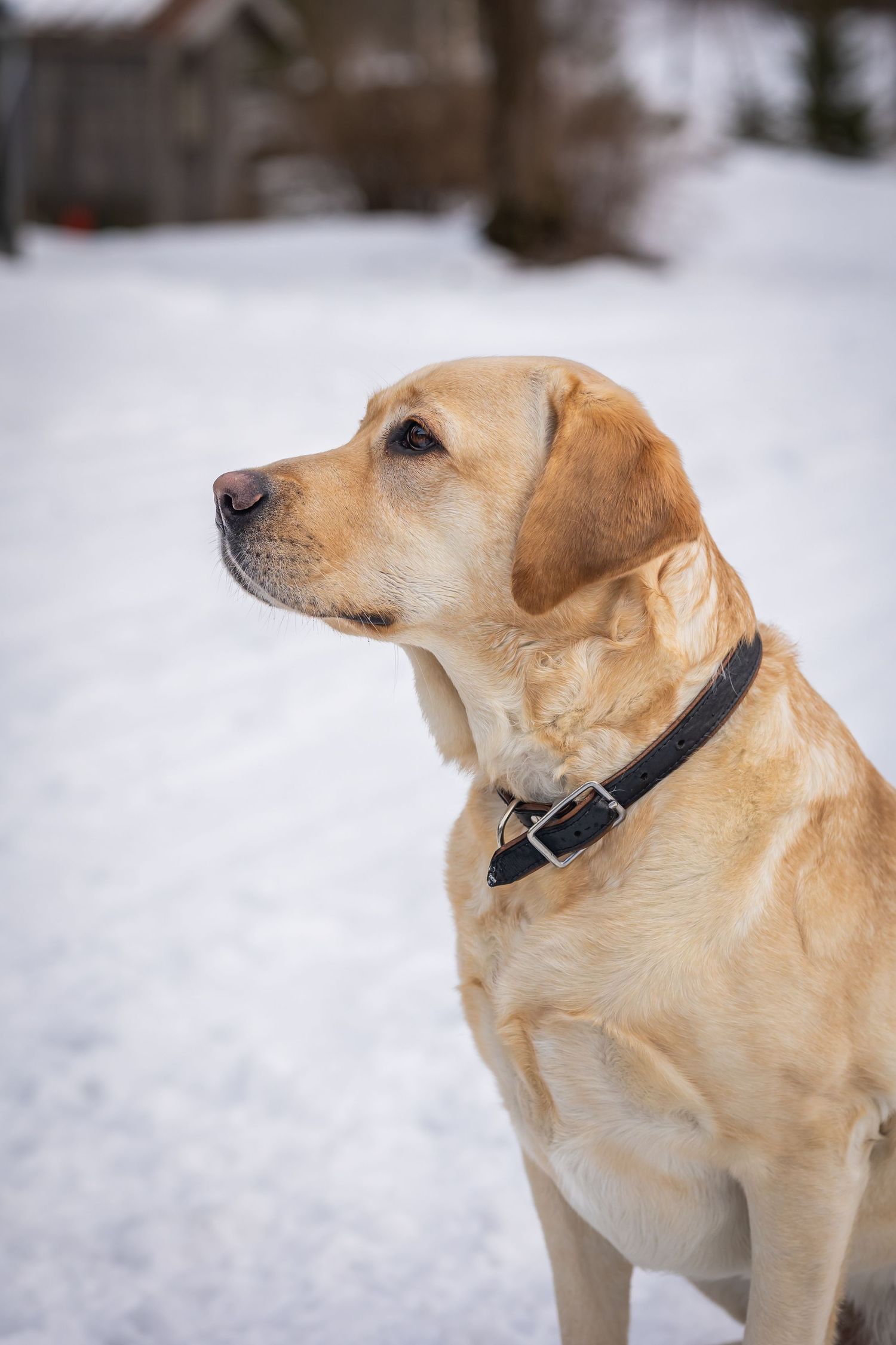 Profile views of a yellow Labrador dog wearing a collar in a snowy setting.