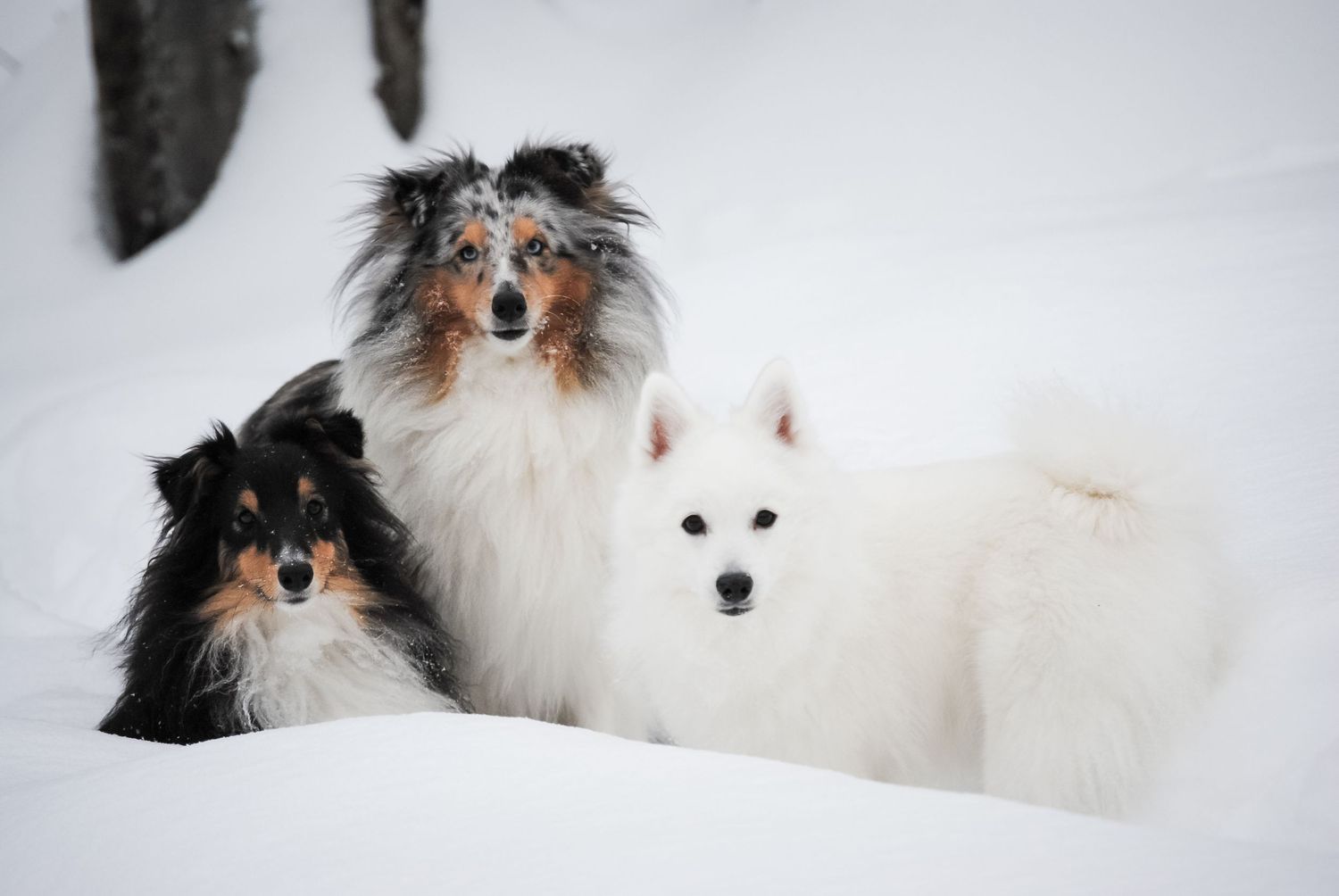 A series of close-up portraits showing a Sheltie dog with tri-colored fur against a white background.