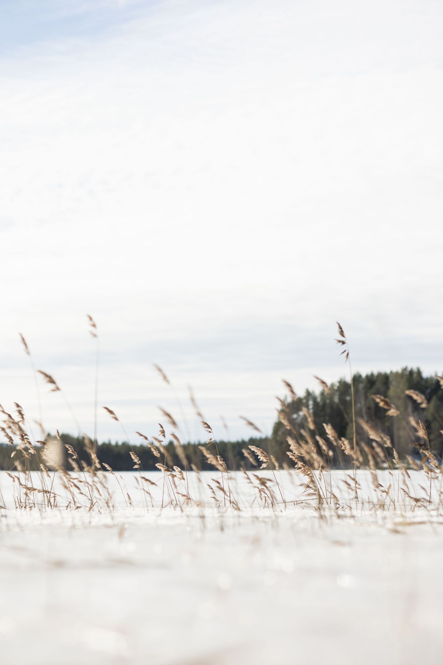 Delicate reeds sway against a snowy winter landscape with soft focus.