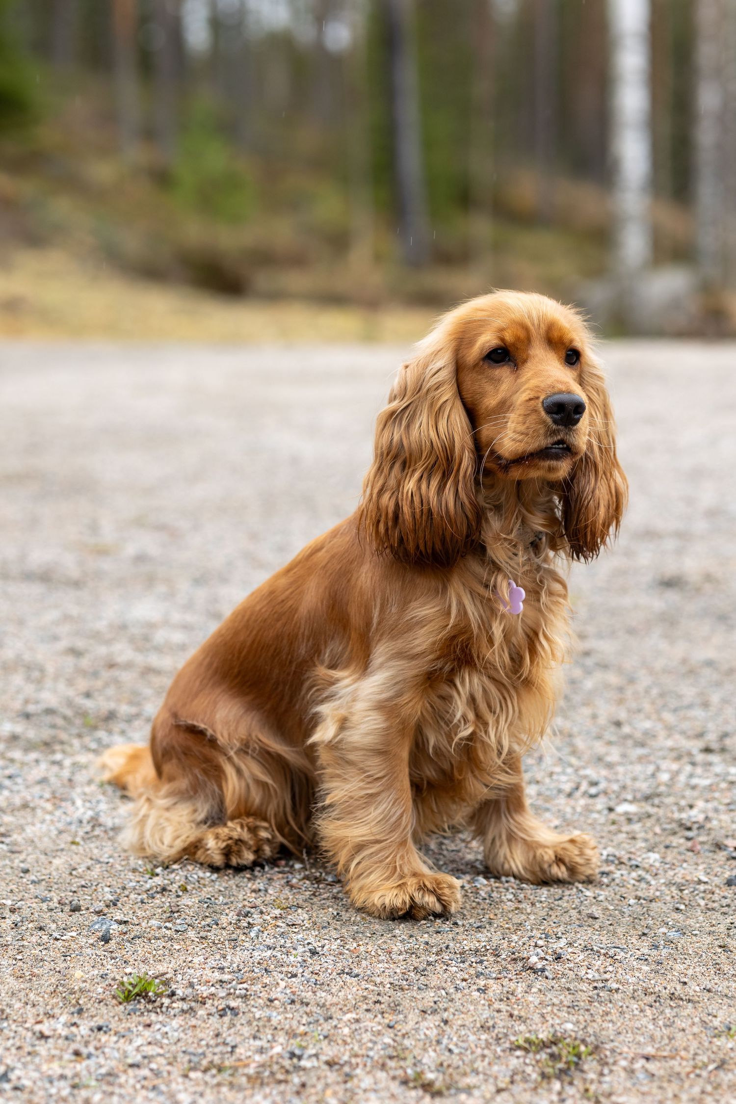 A golden Cocker Spaniel sits on a gravel path in a natural setting.