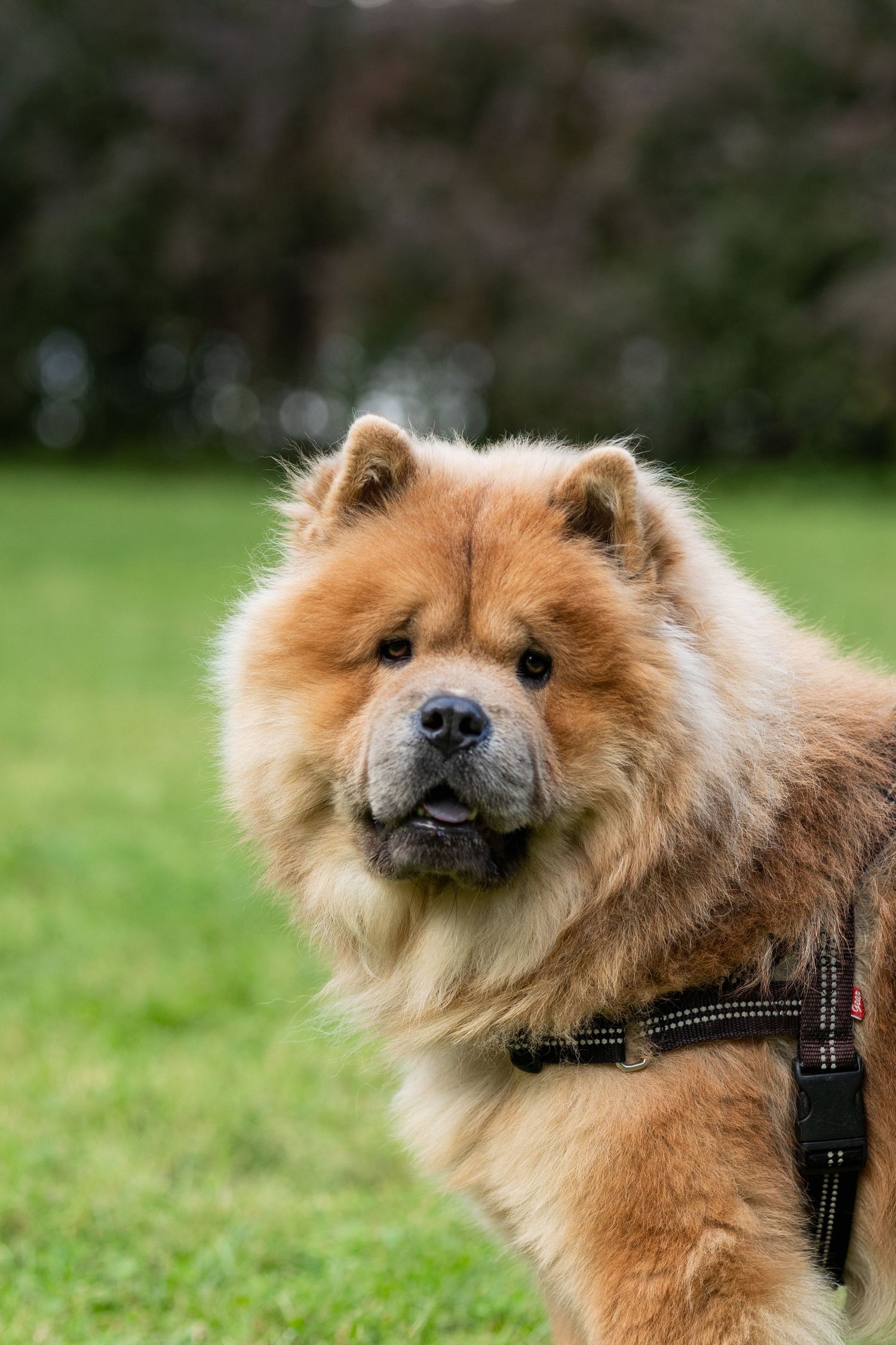 A reddish-brown Chow Chow wearing a harness stands alert in a grassy outdoor setting.