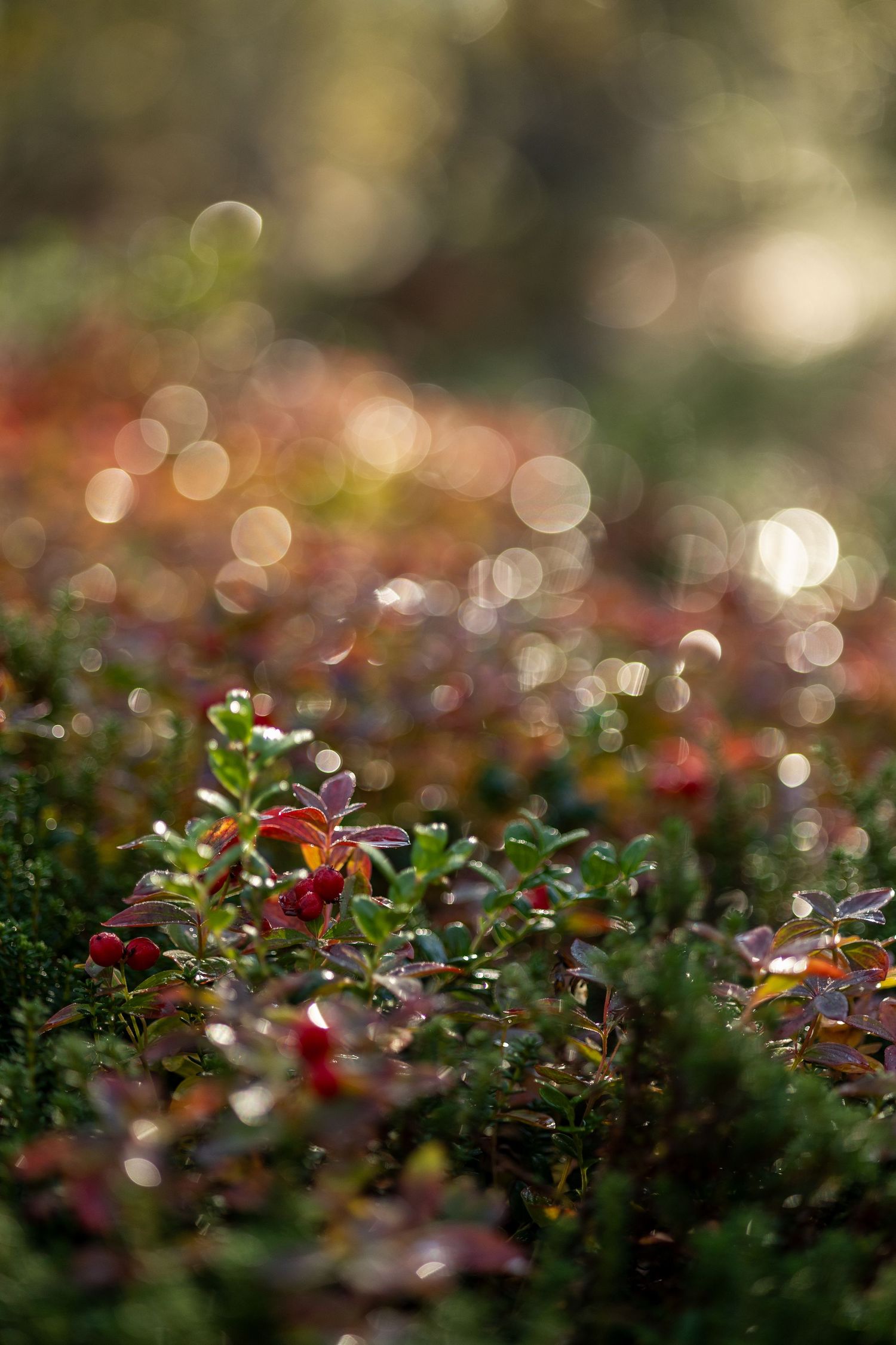Macro shot of tiny plants with bokeh effect creating a dreamy natural background.