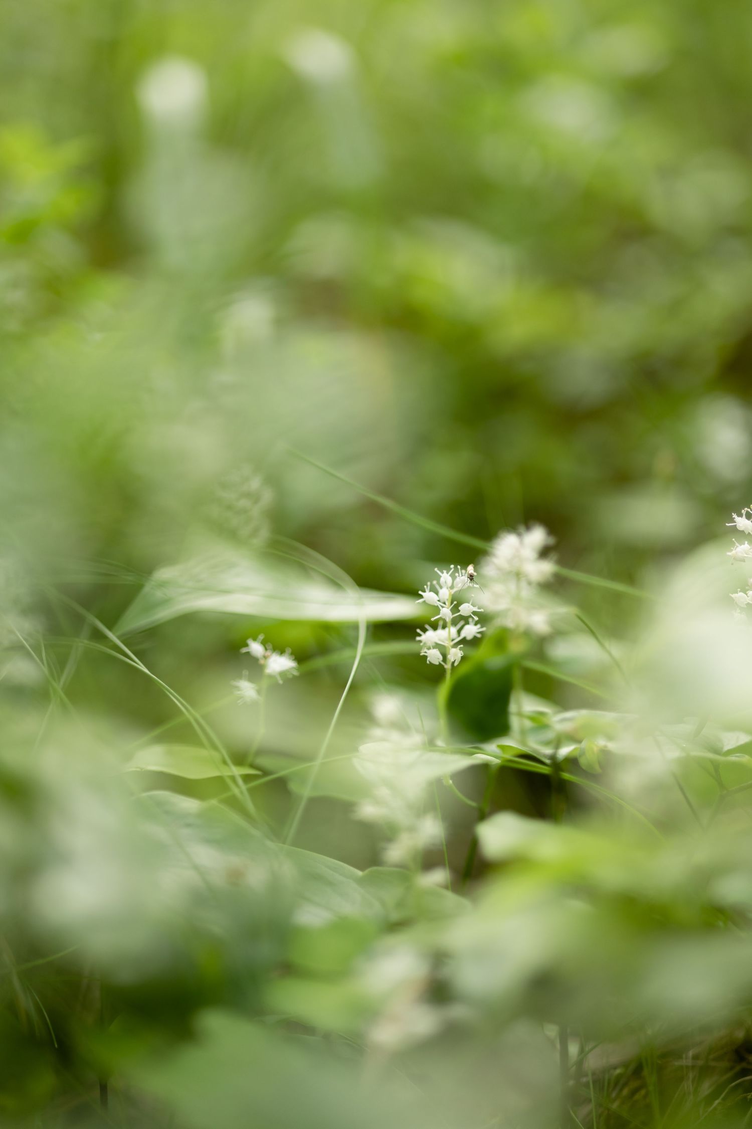 Small white wildflowers peeking through blurred green leaves in natural setting.