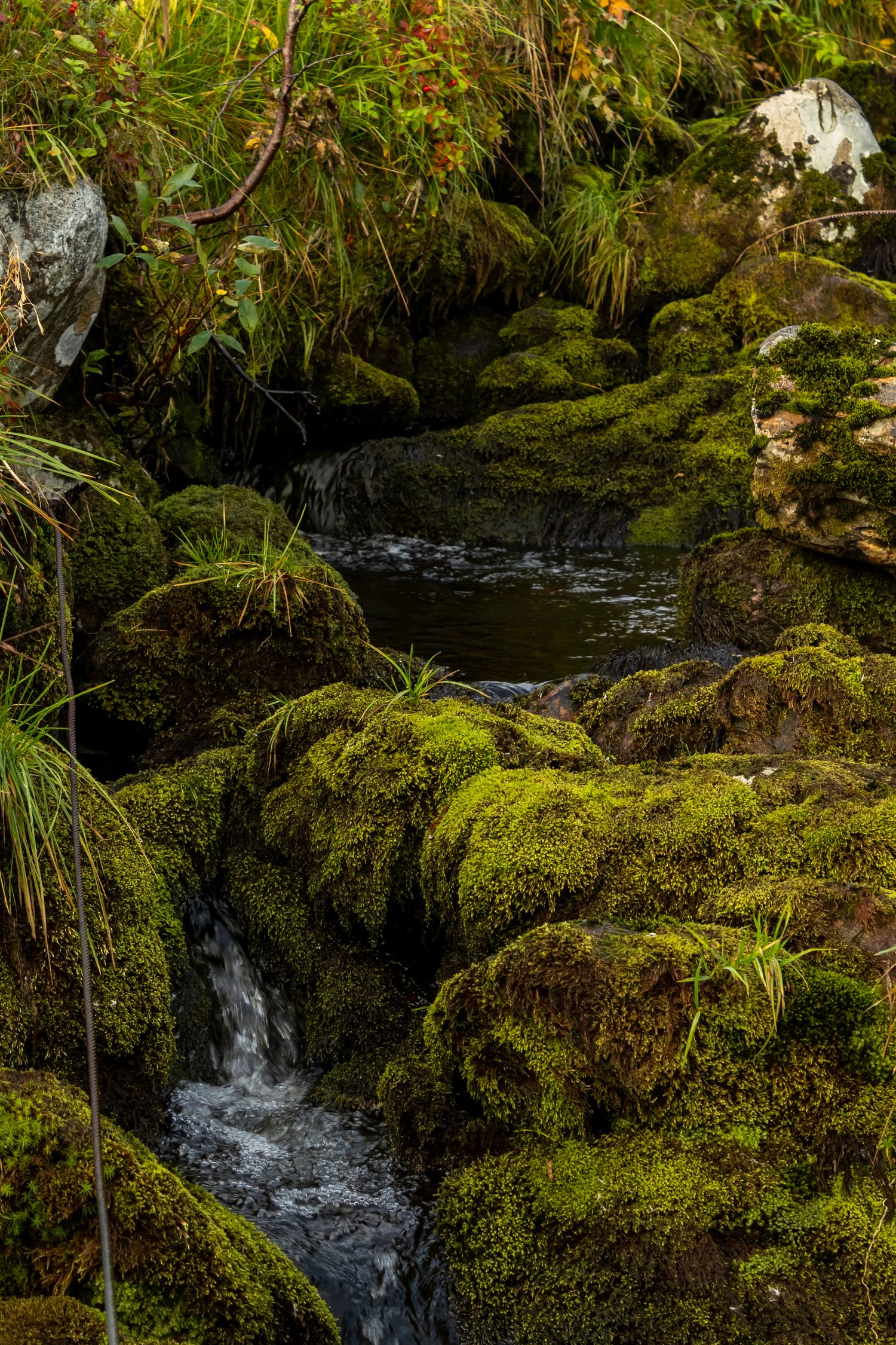 Peaceful forest stream flowing through moss-covered rocks and ferns.