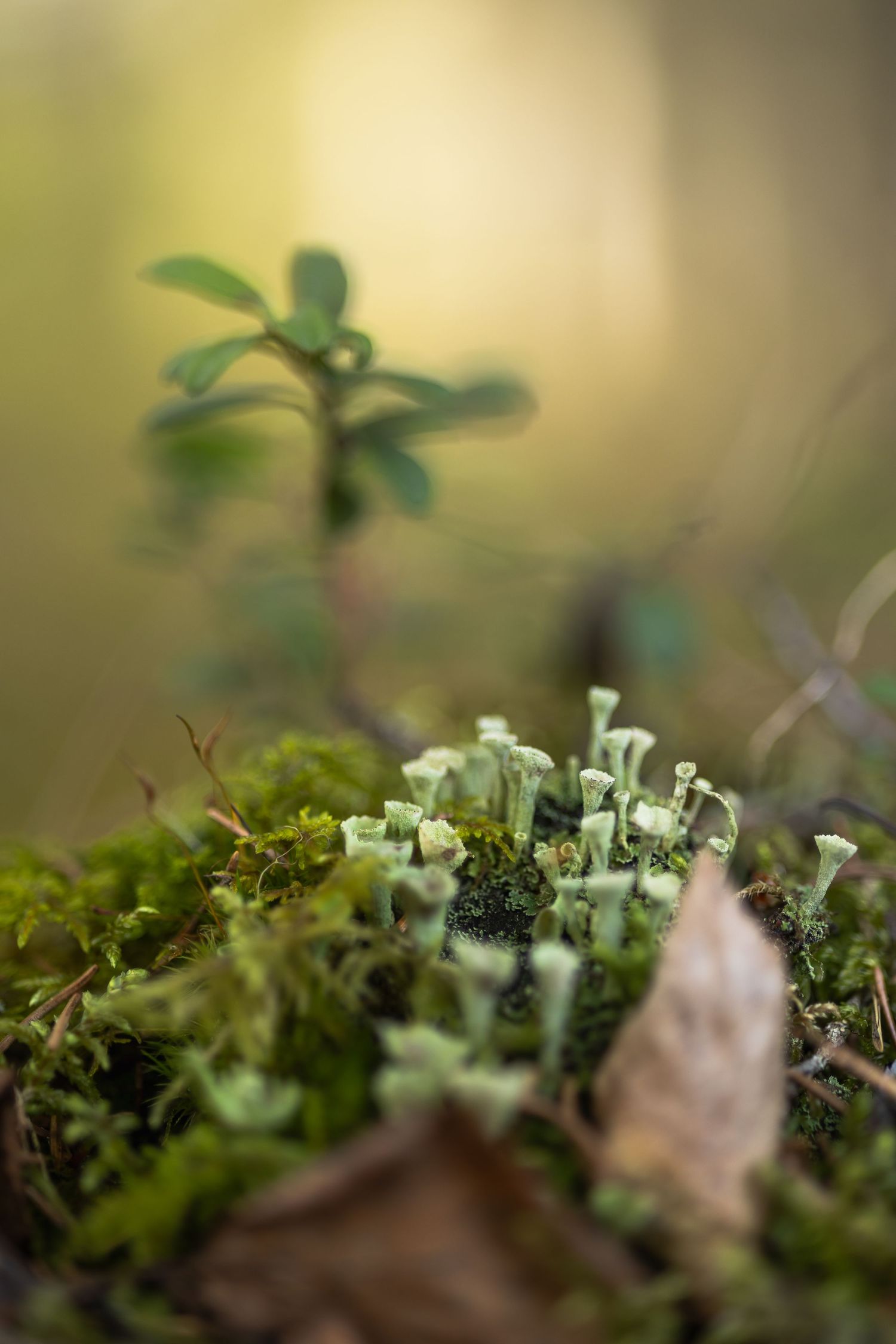 Close-up of delicate white mushrooms growing among green moss.