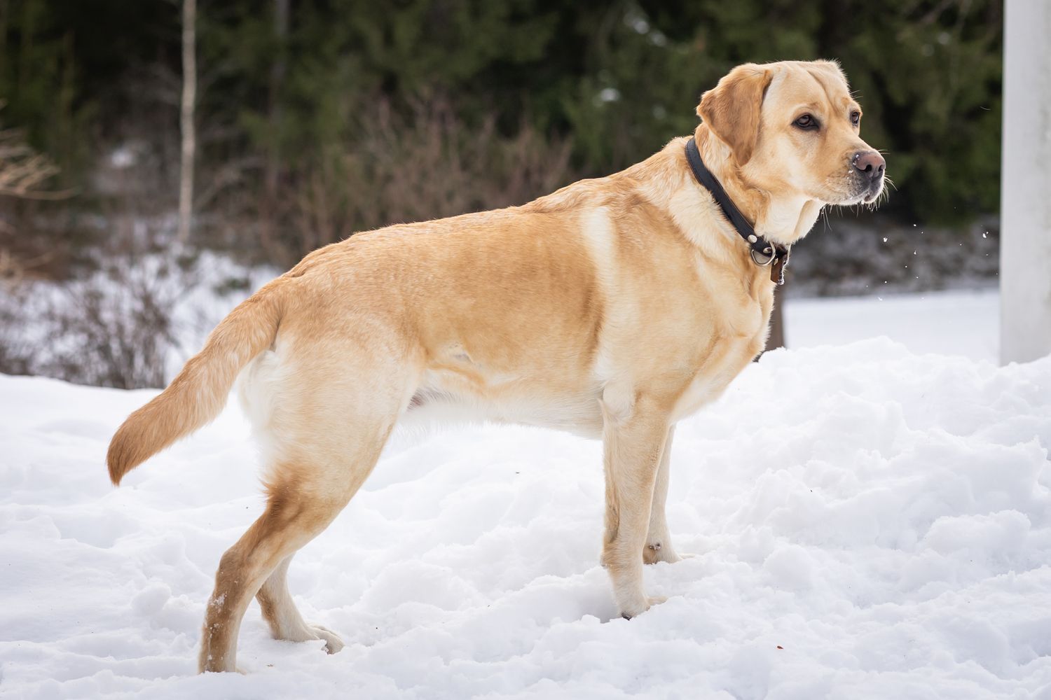 Keltainen labradorinnoutaja seisoo valppaana lumisessa maisemassa.