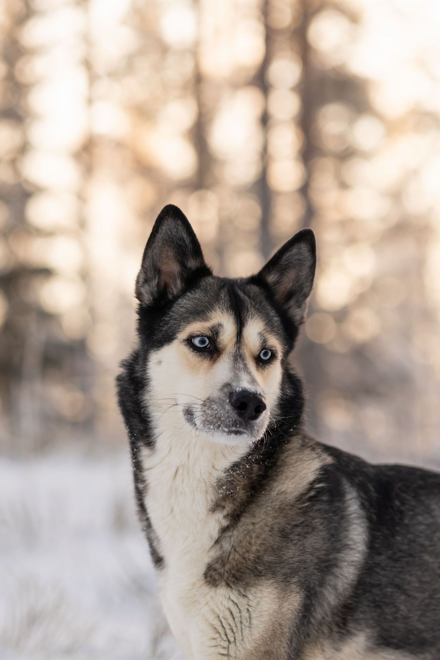 Huskyn näköinen koira tarkkailee maisemaa talvisessa lähikuvassa.