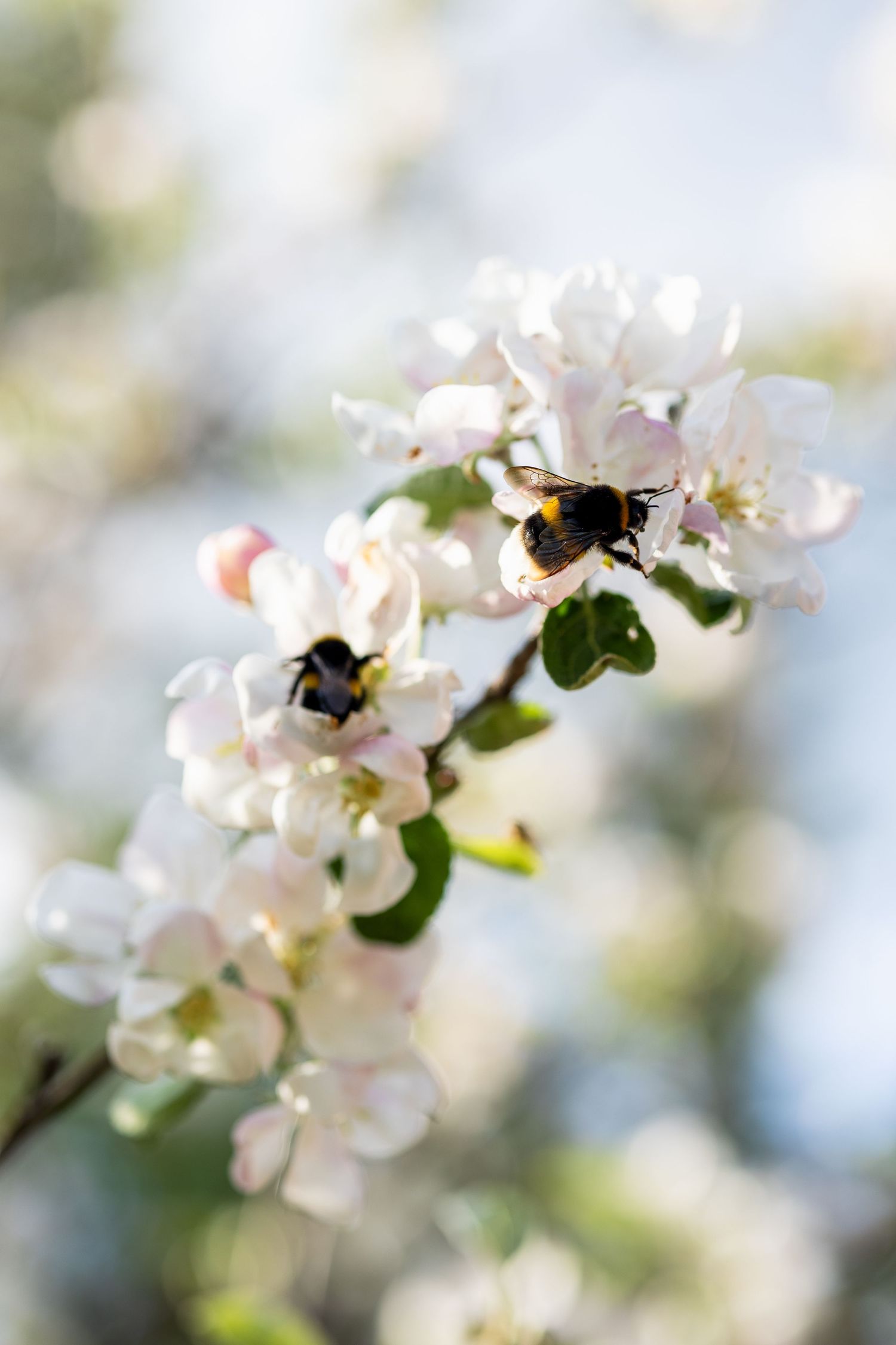 Delicate white apple blossoms with bumblebees collecting nectar in spring.