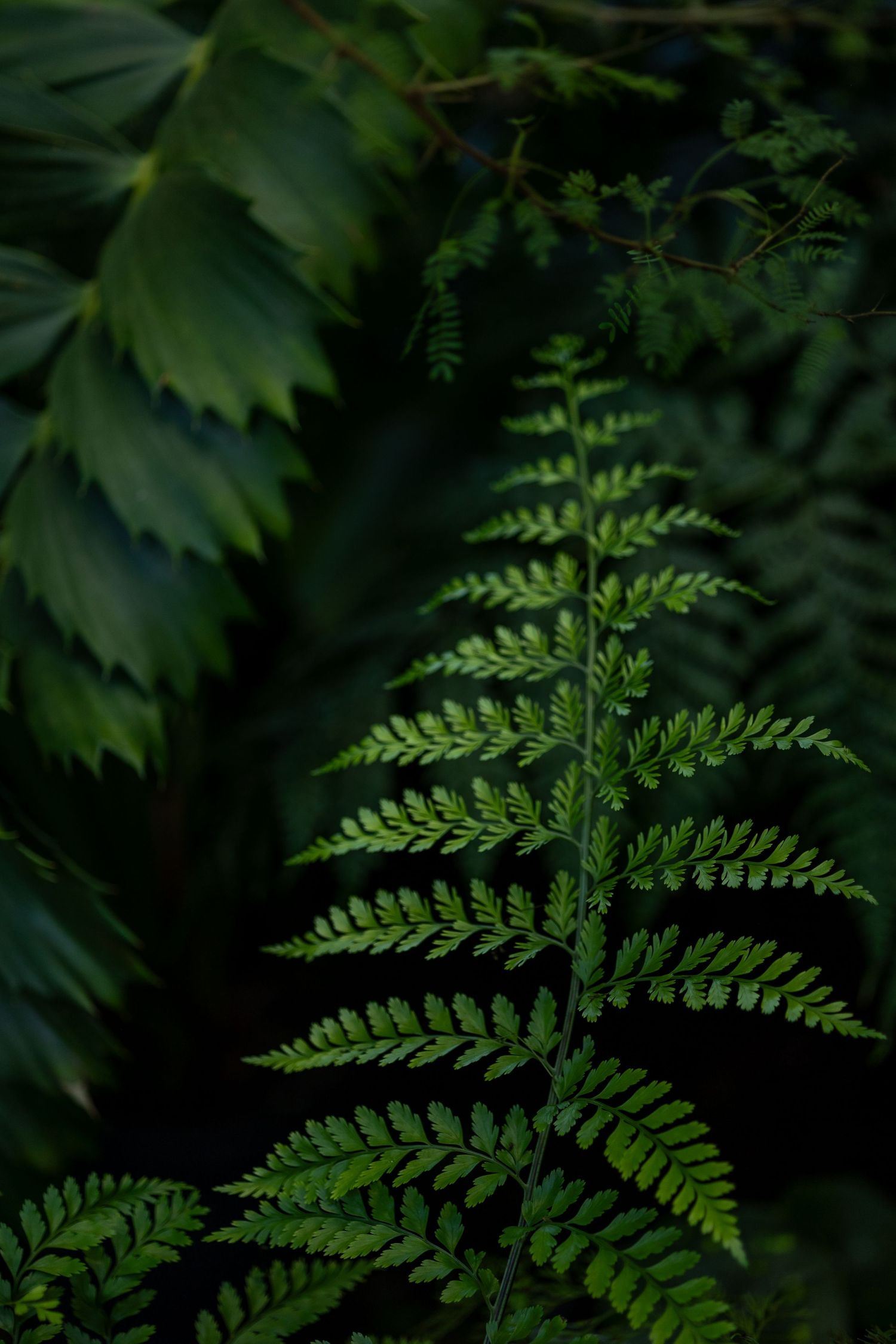 Close-up of vibrant green fern fronds against a dark background.