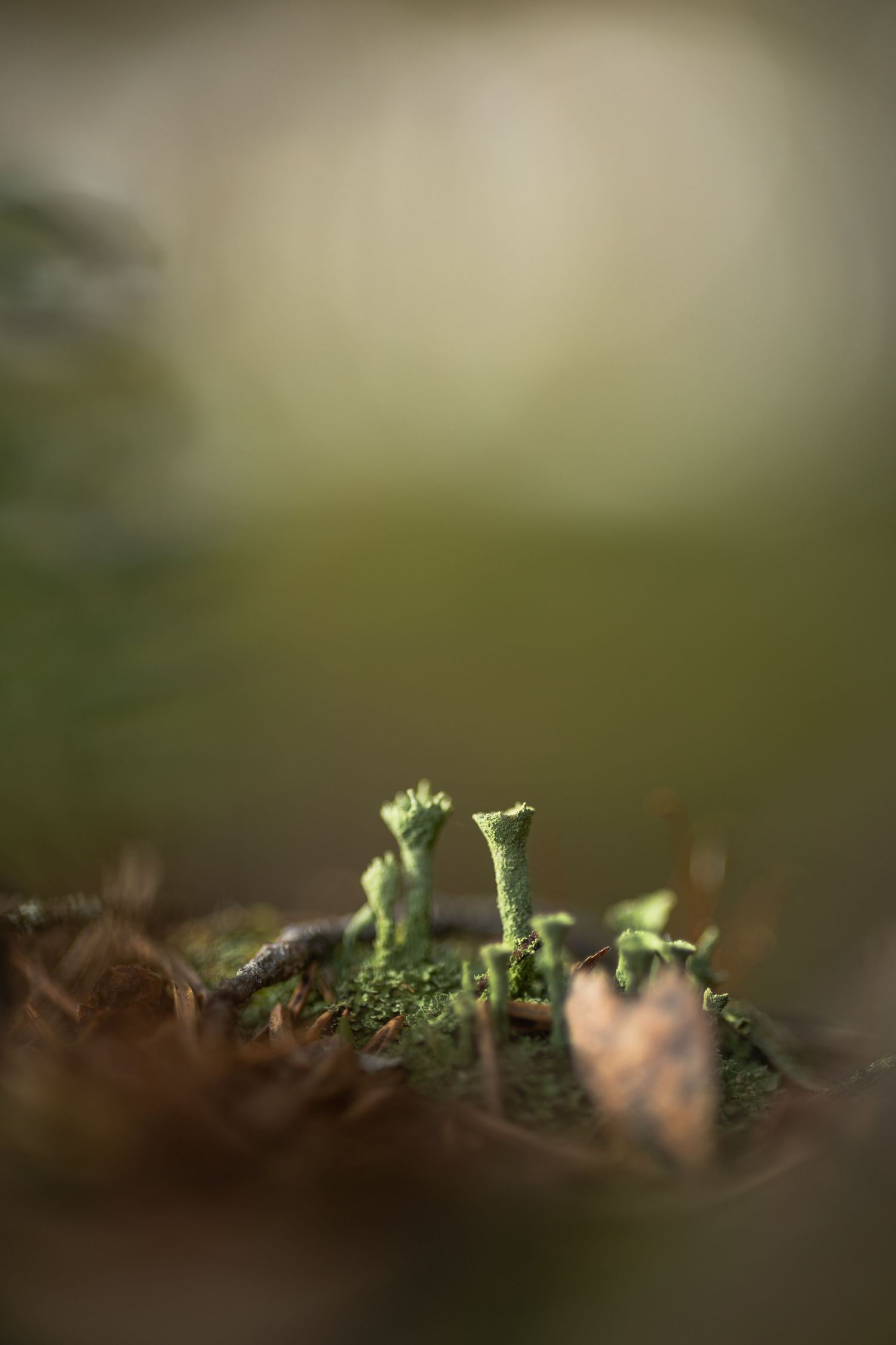 Macro view of tiny green plants emerging from dark soil with soft focus background.