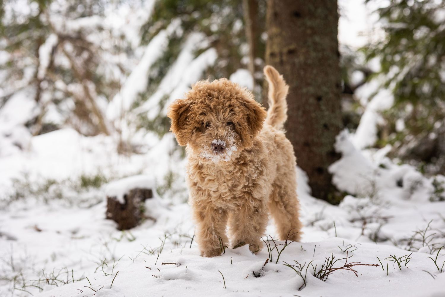 Two fluffy dogs playing together in a snowy forest landscape.