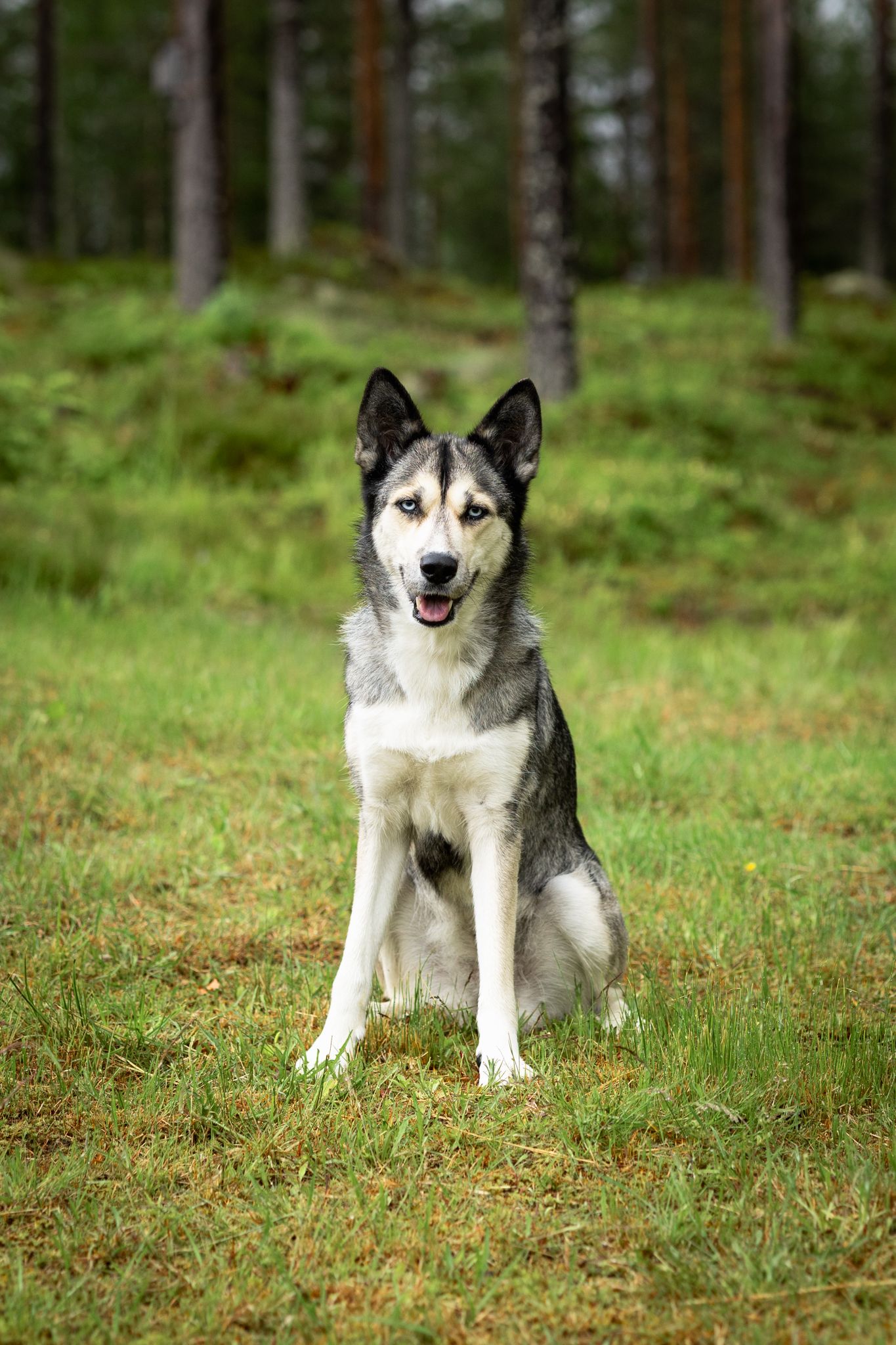 Huskyn näköinen koira vahvoin mustavalkoisin merkein istuu vihreällä nurmella metsä takanaan.