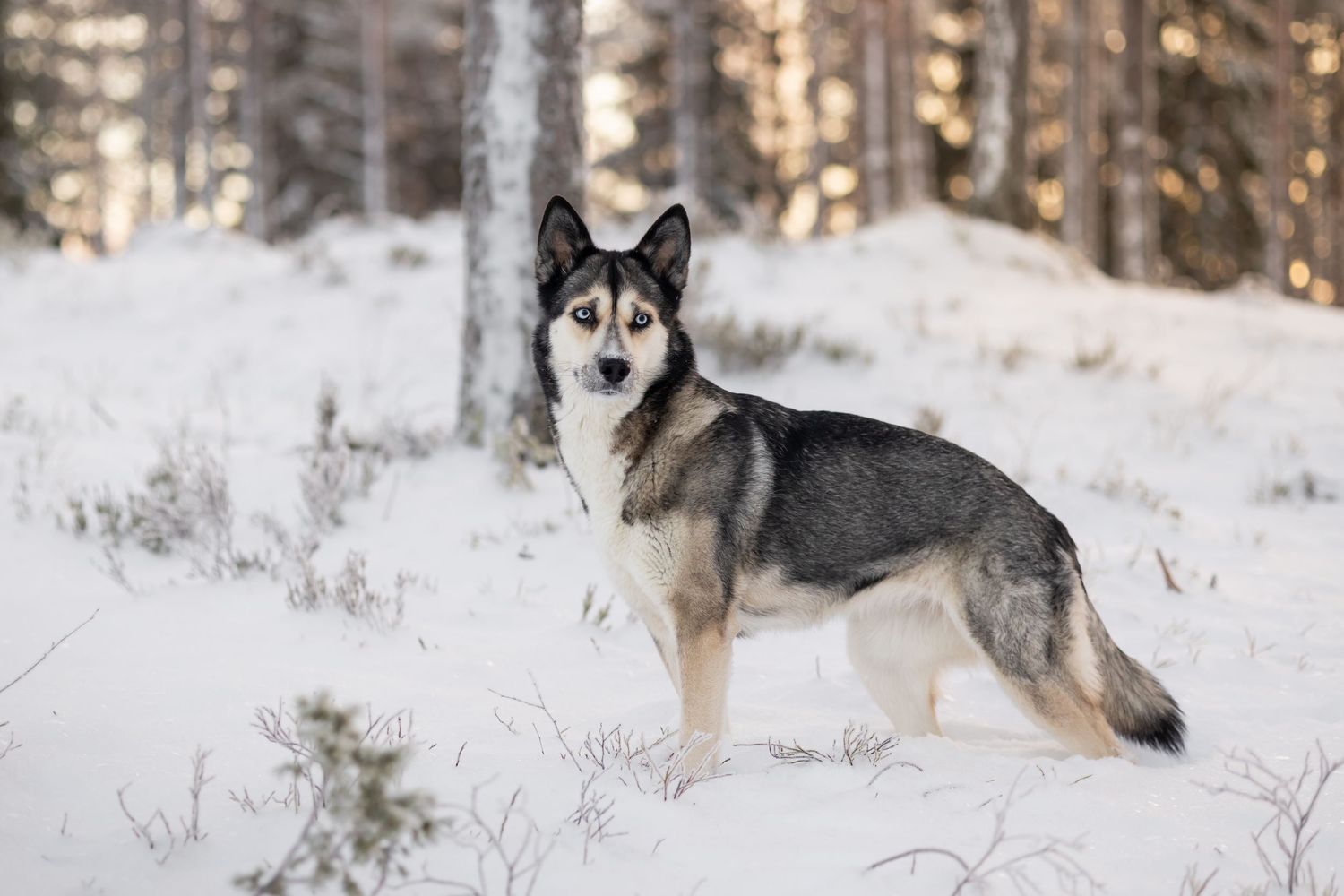 Huskyn näköinen koira seisoo ryhdikkäänä lumisessa metsässä.