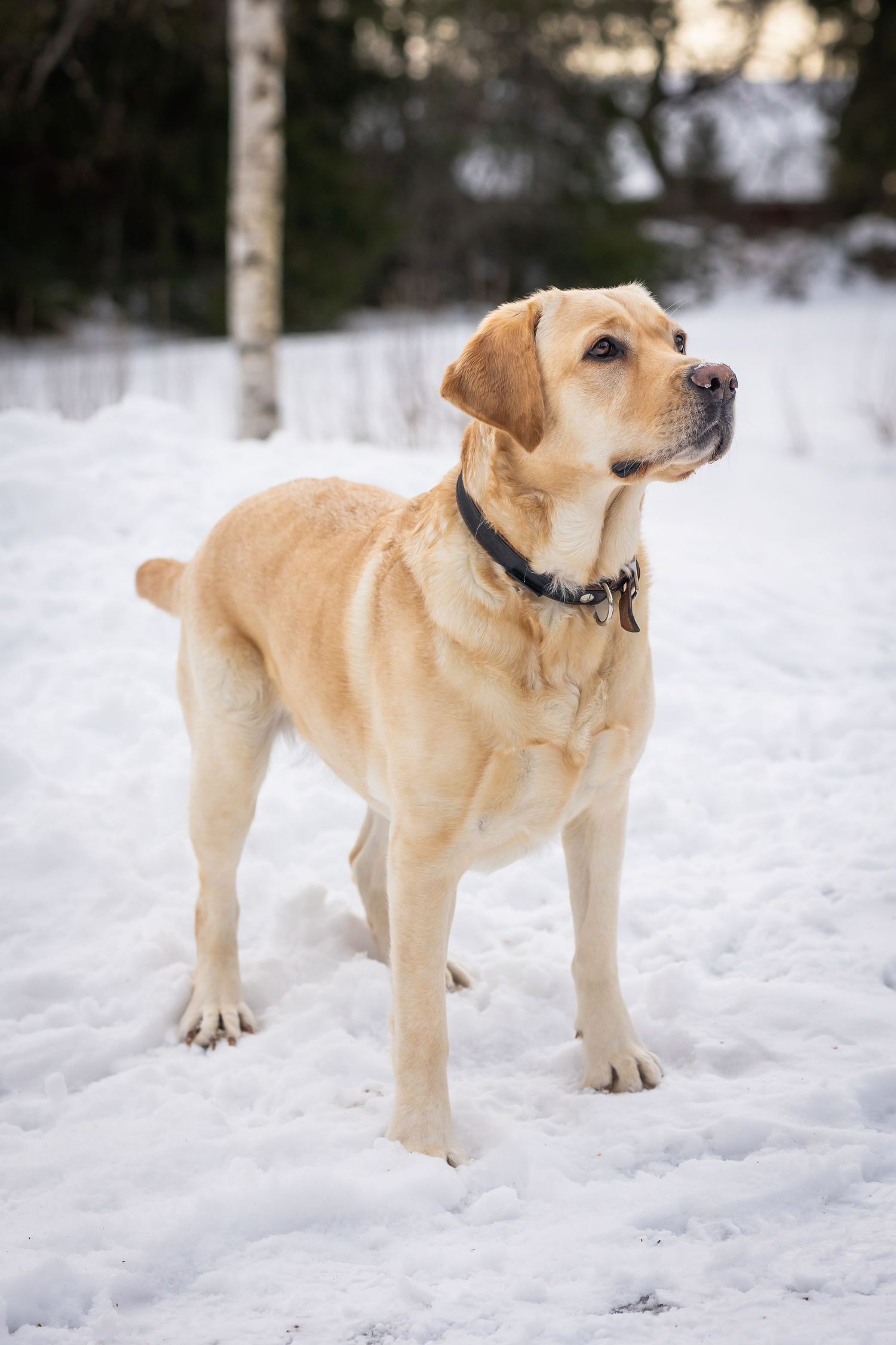 A yellow Labrador stands alertly in fresh winter snow.