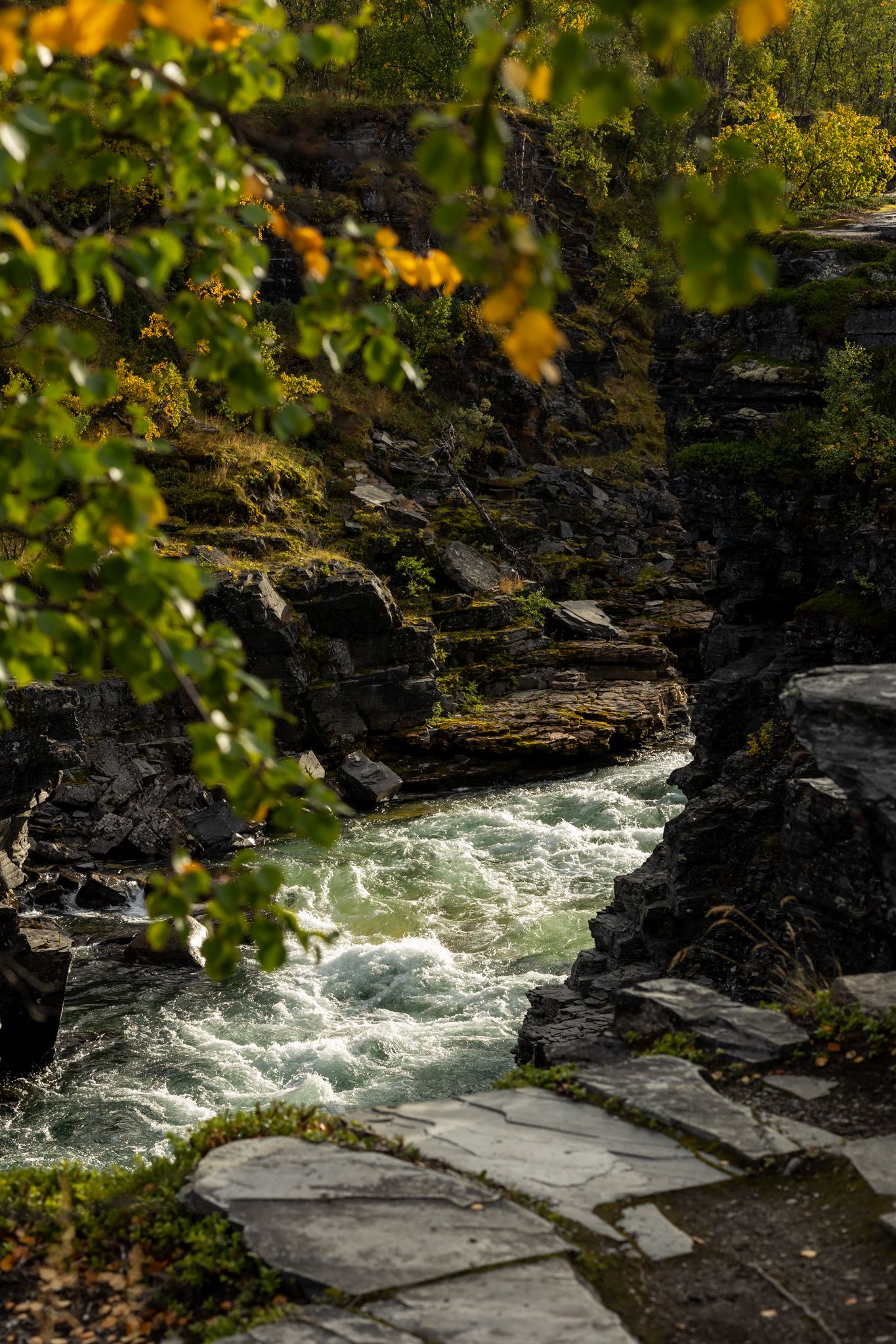 Rushing white water rapids flowing through dark rocky riverbed surrounded by autumn foliage.