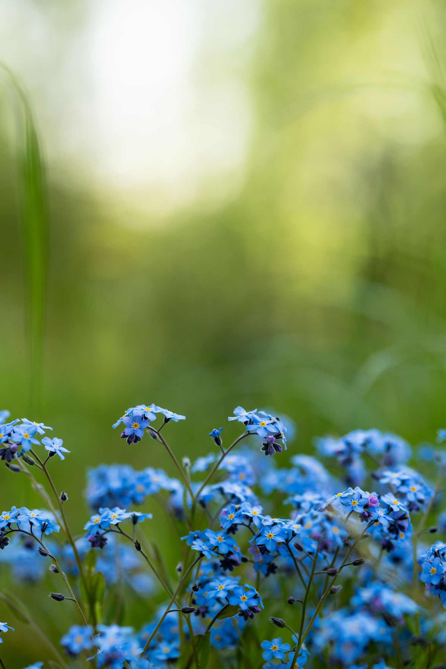 Forget-me-not flowers bloom in vibrant blue against soft green bokeh background.