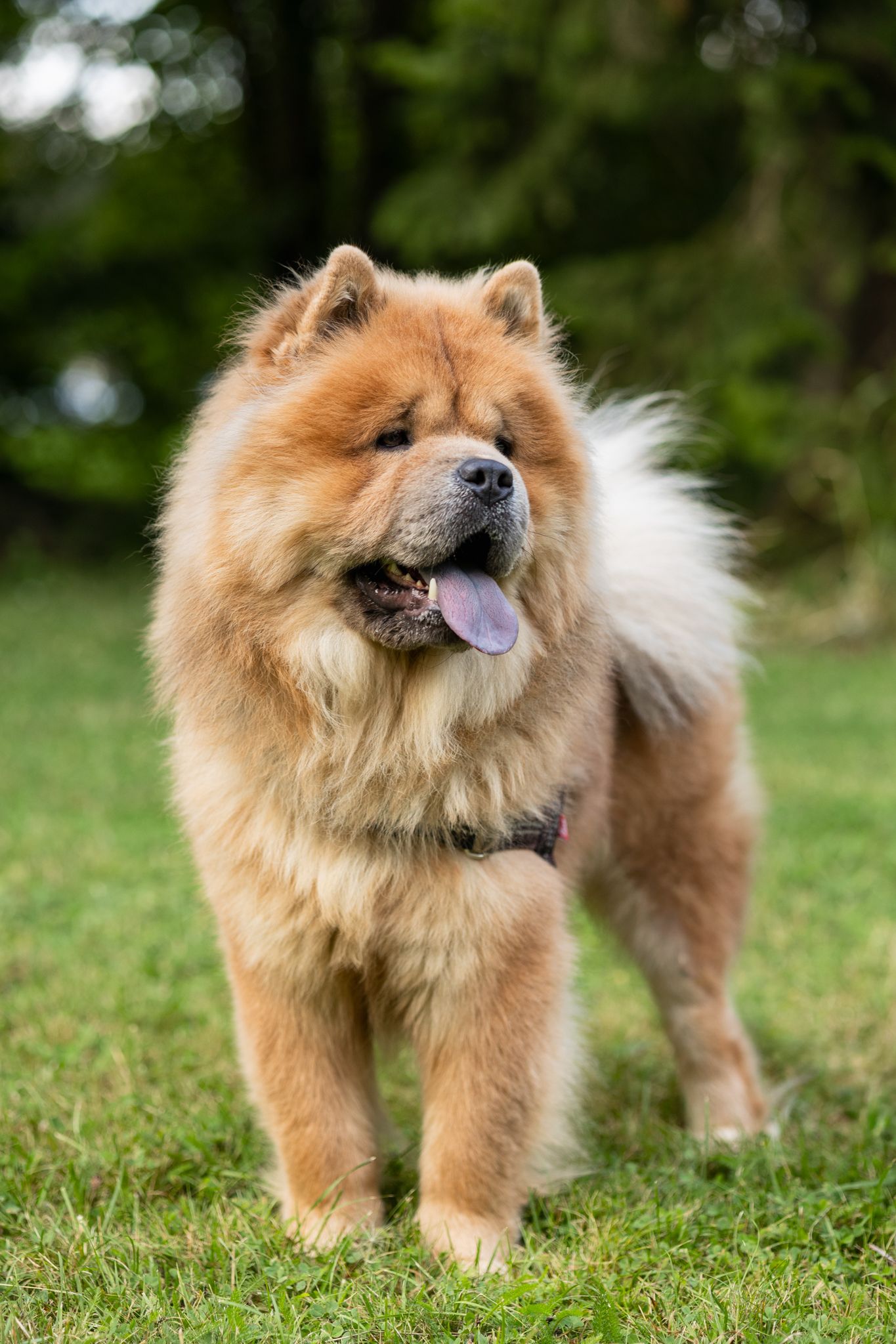 Pörröinen punaruskea chow chow seisoo vihreällä nurmikolla.