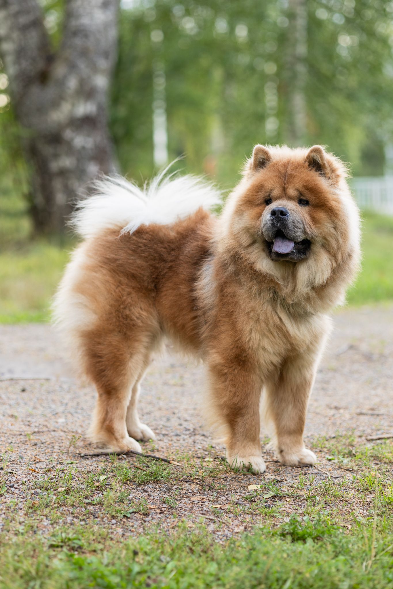 Pörröinen ruskea chow chow seisoo polulla.