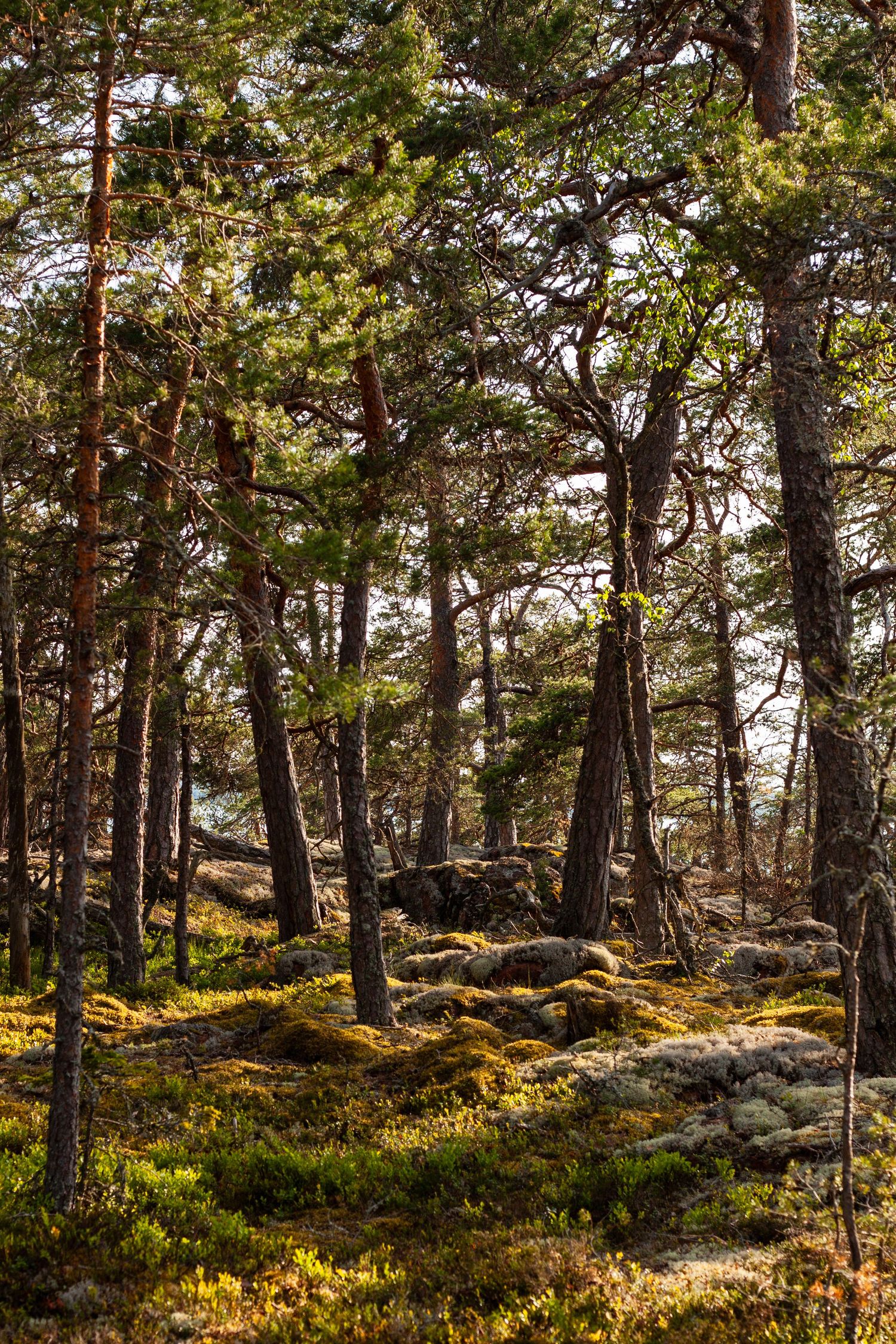 Sunlit pine forest with moss-covered ground and tall trees creating natural woodland scenery.