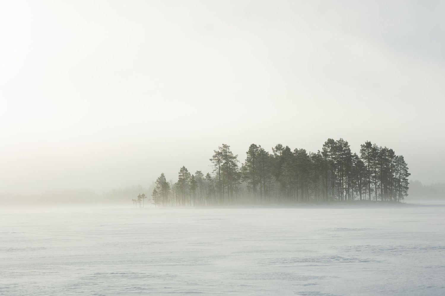 Misty winter landscape with pine trees silhouetted against a foggy horizon.