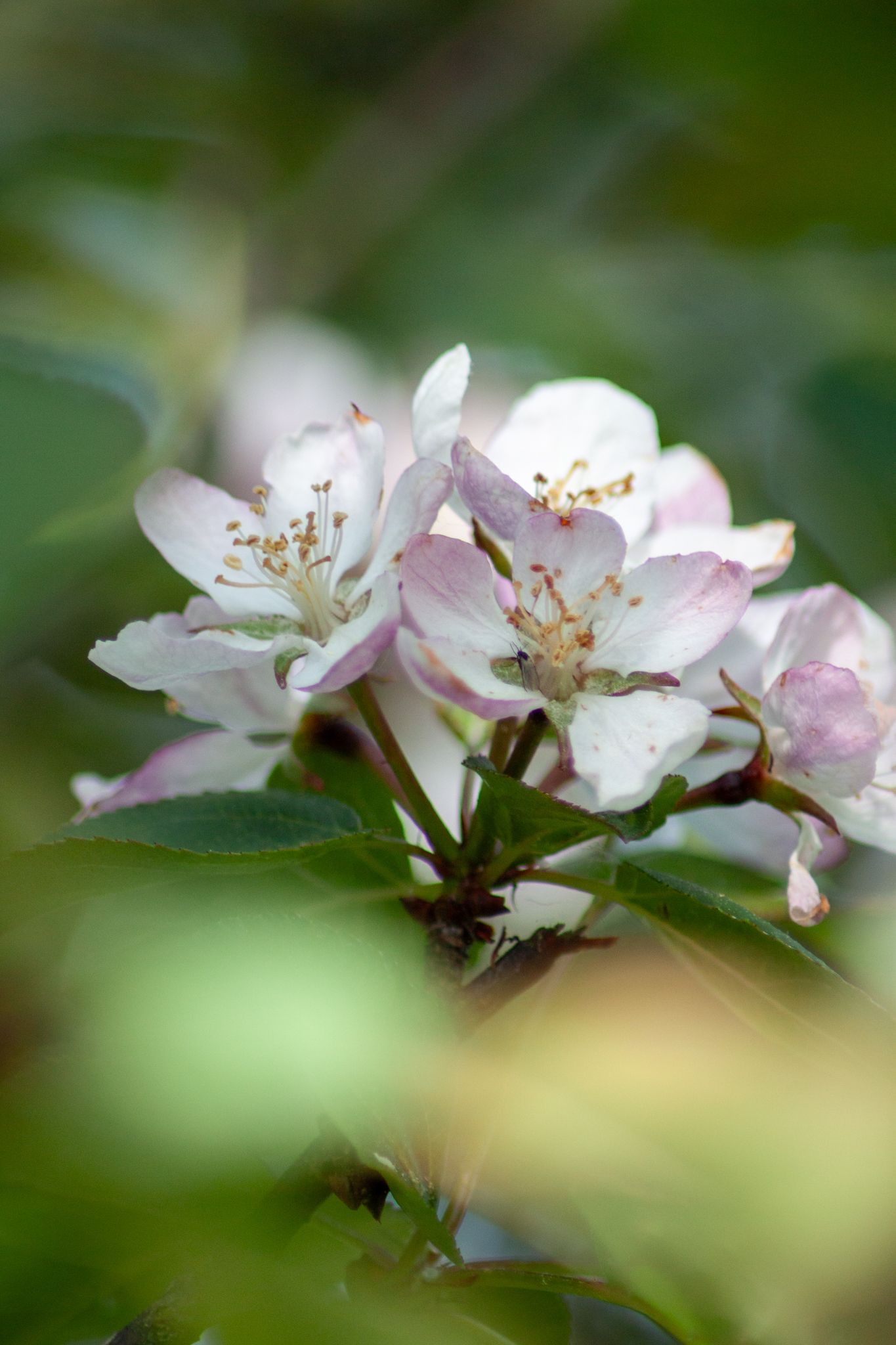 Delicate apple blossoms with pink and white petals blooming in soft focus.
