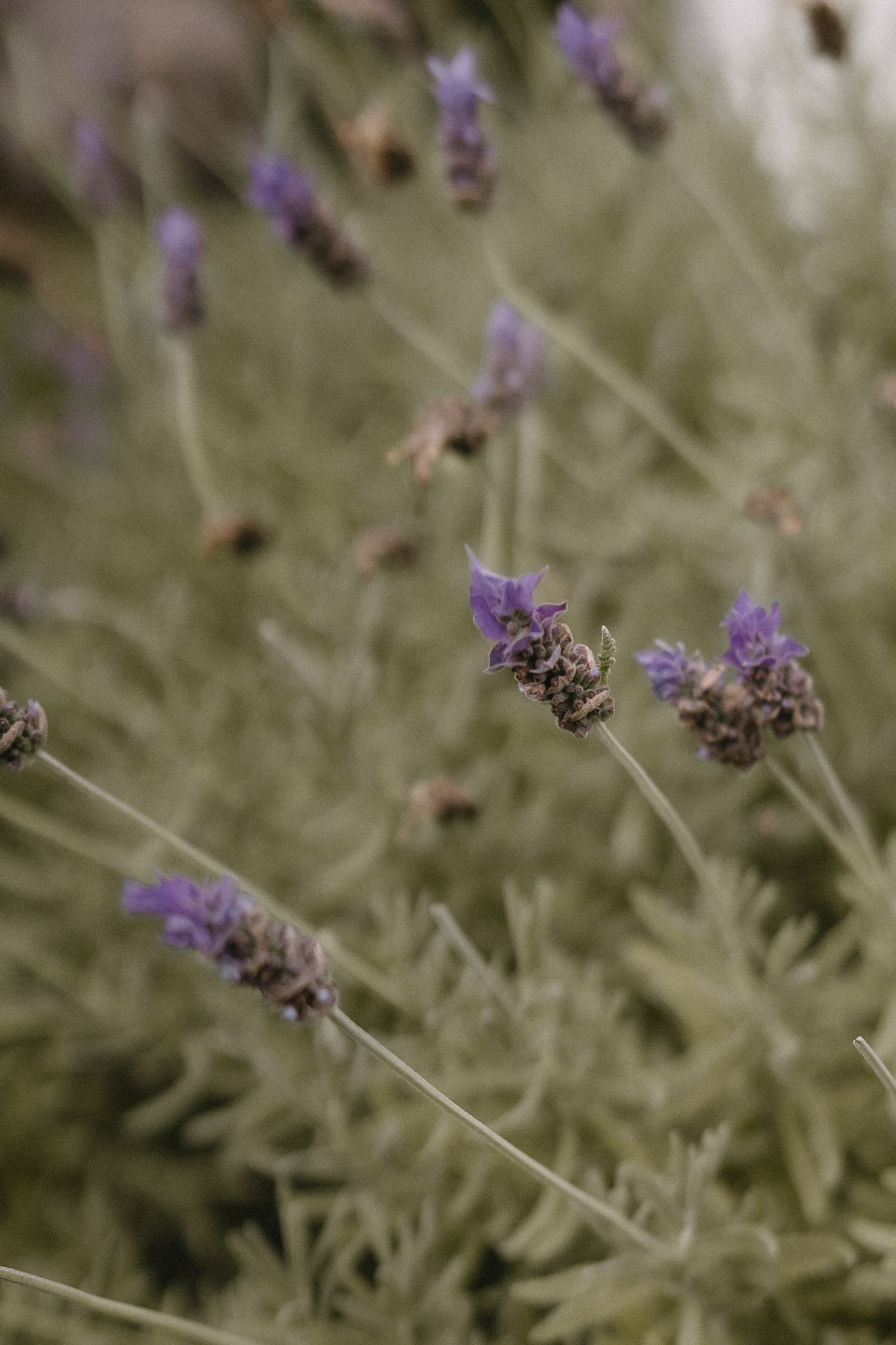 Close-up of delicate purple lavender flowers with soft focus background.