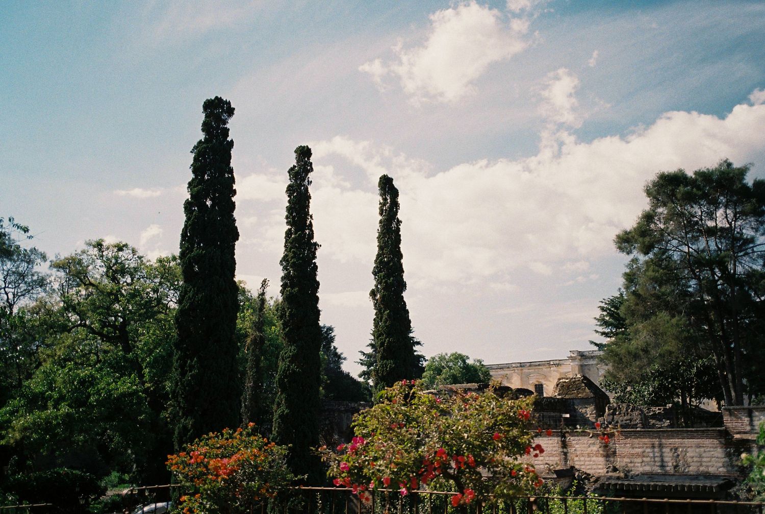Tall cypress trees line a path under a bright blue summer sky.