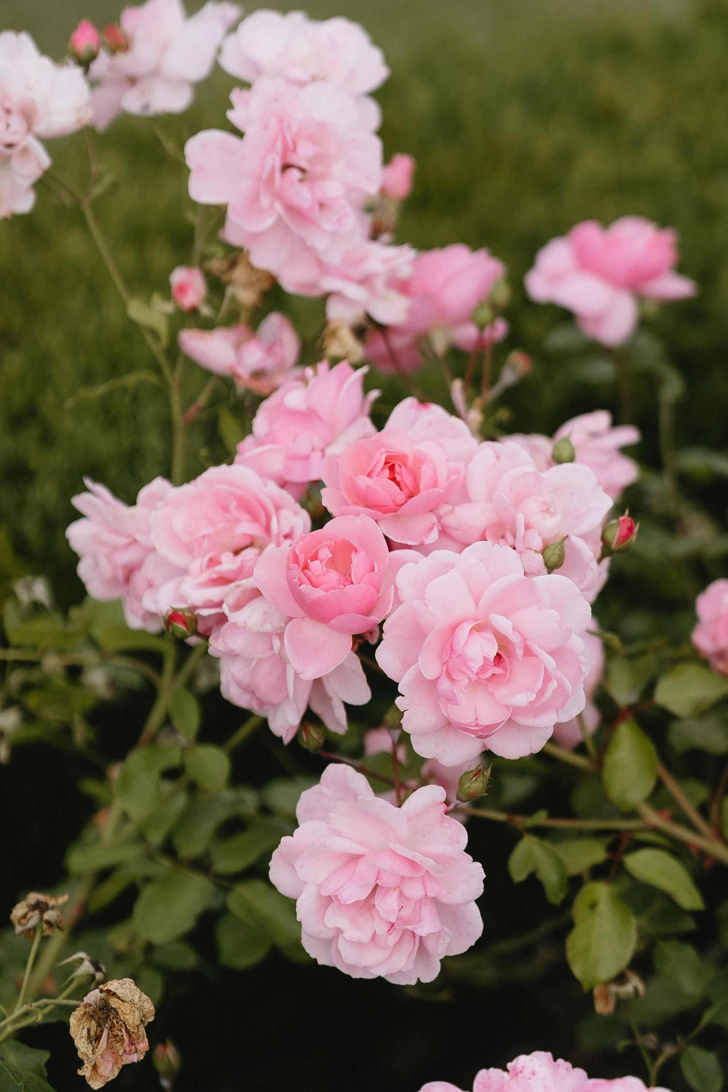 Delicate pink roses blooming in a garden with lush green foliage and multiple flower clusters.