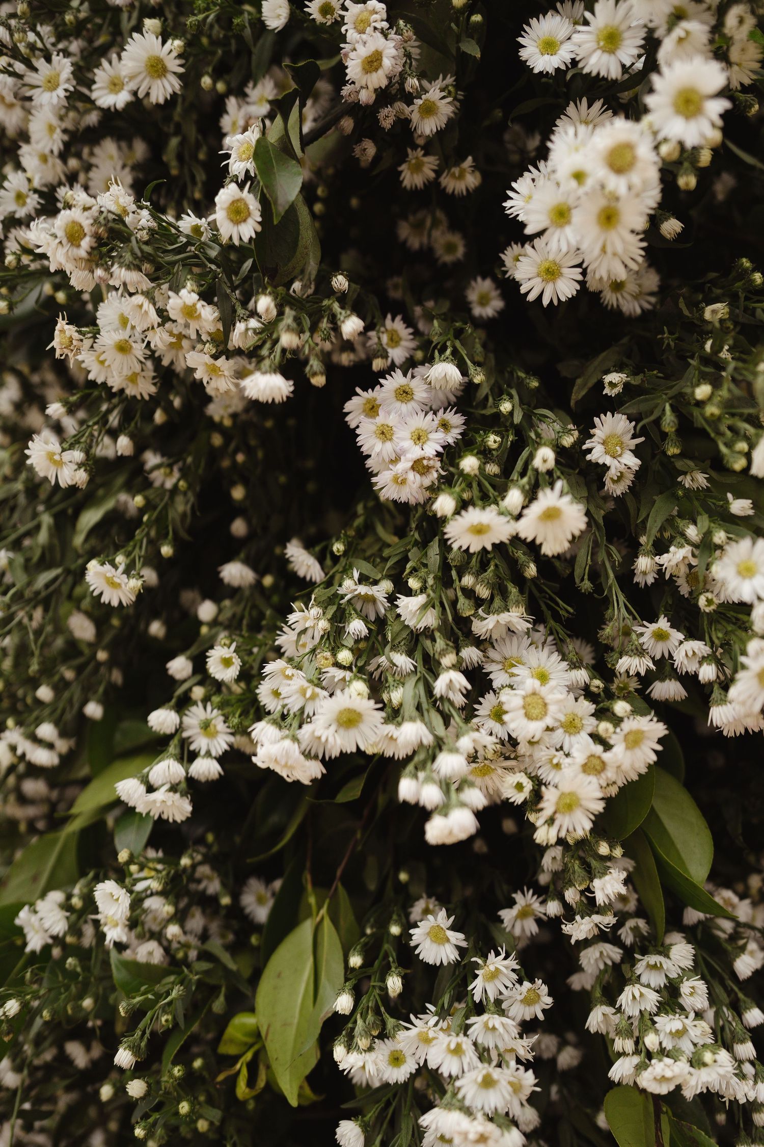 Close-up of white daisy flowers blooming against dark foliage.