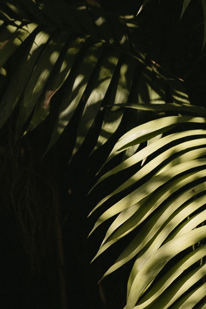 Dramatic lighting on palm fronds creating shadow patterns against a dark background.