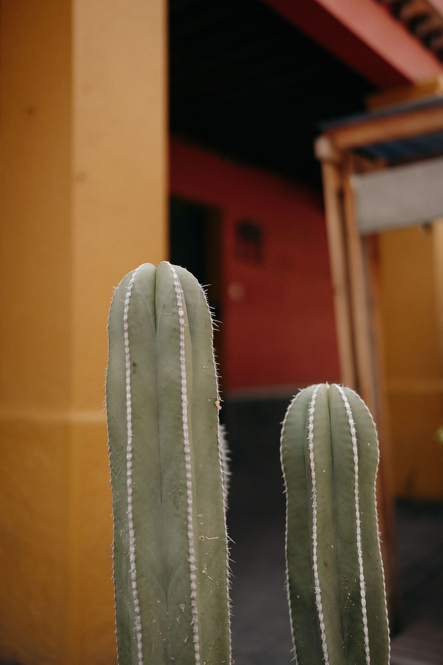 Close-up view of tall green cactus spines against an orange wall background.