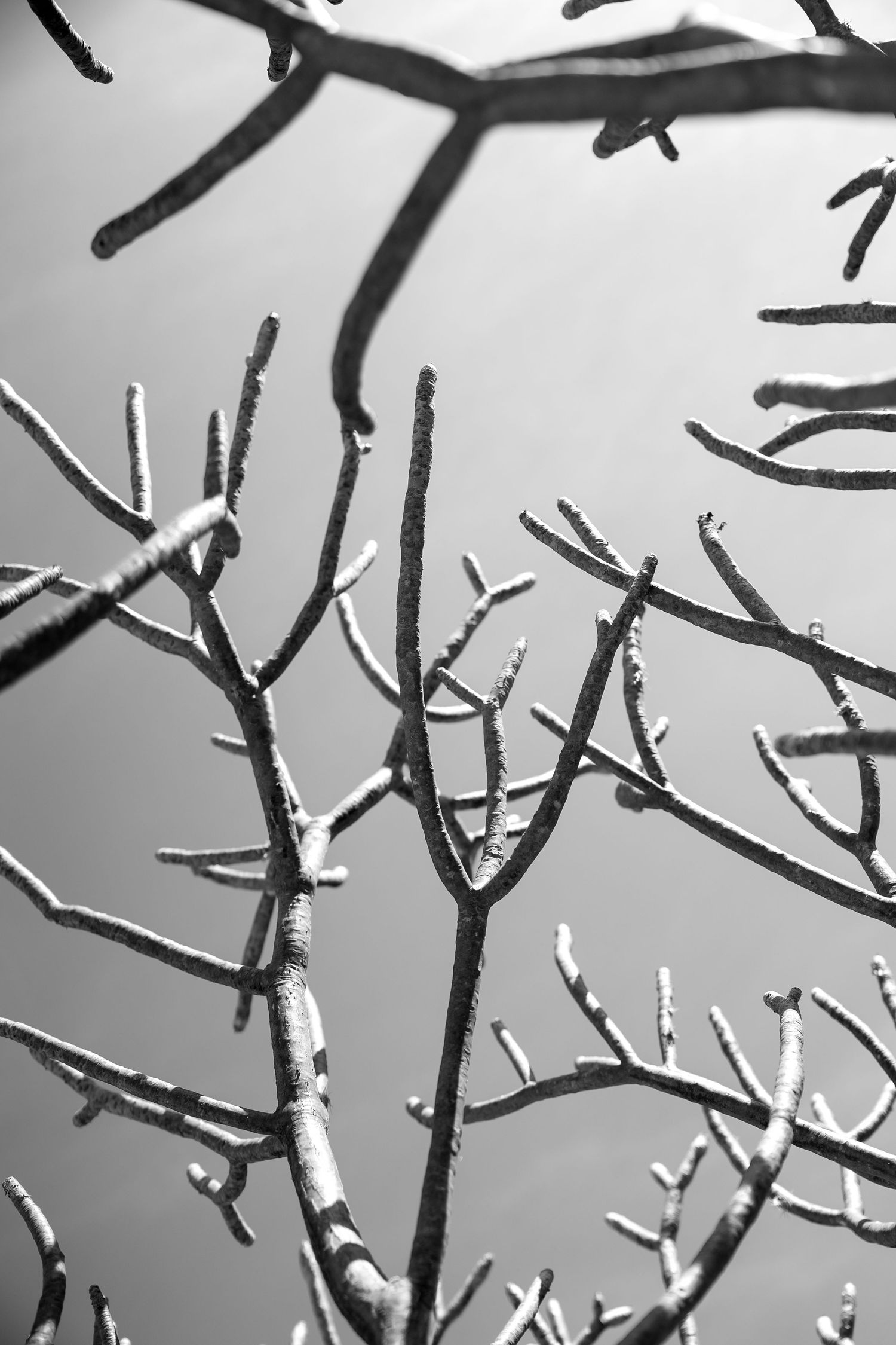 Black and white photo of frost-covered bare tree branches against a gray winter sky.