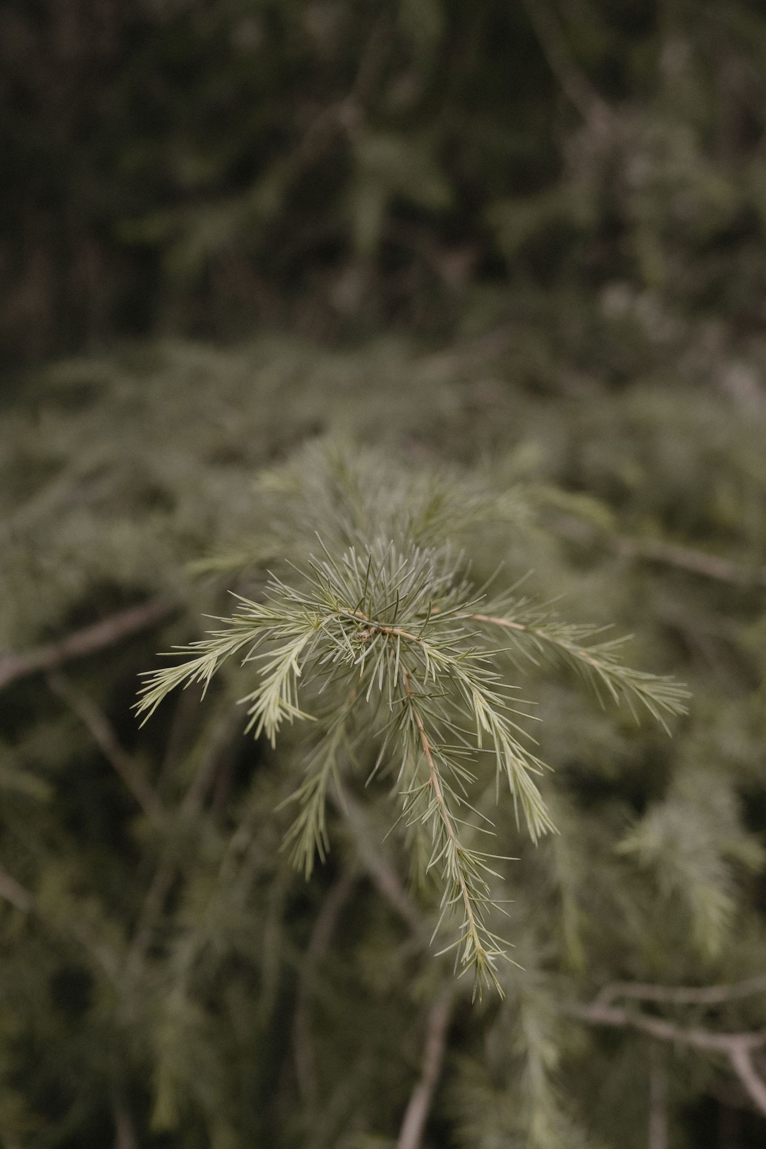 Close-up nature photograph of wispy green pine needles against a blurred background.