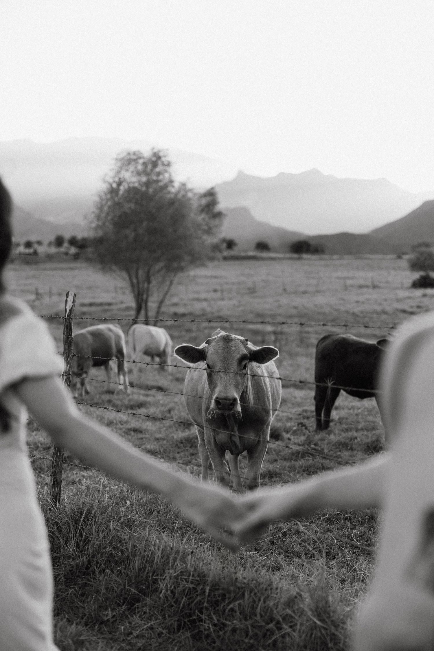 Black and white landscape photo of grazing horses in a field with mountains in the background.