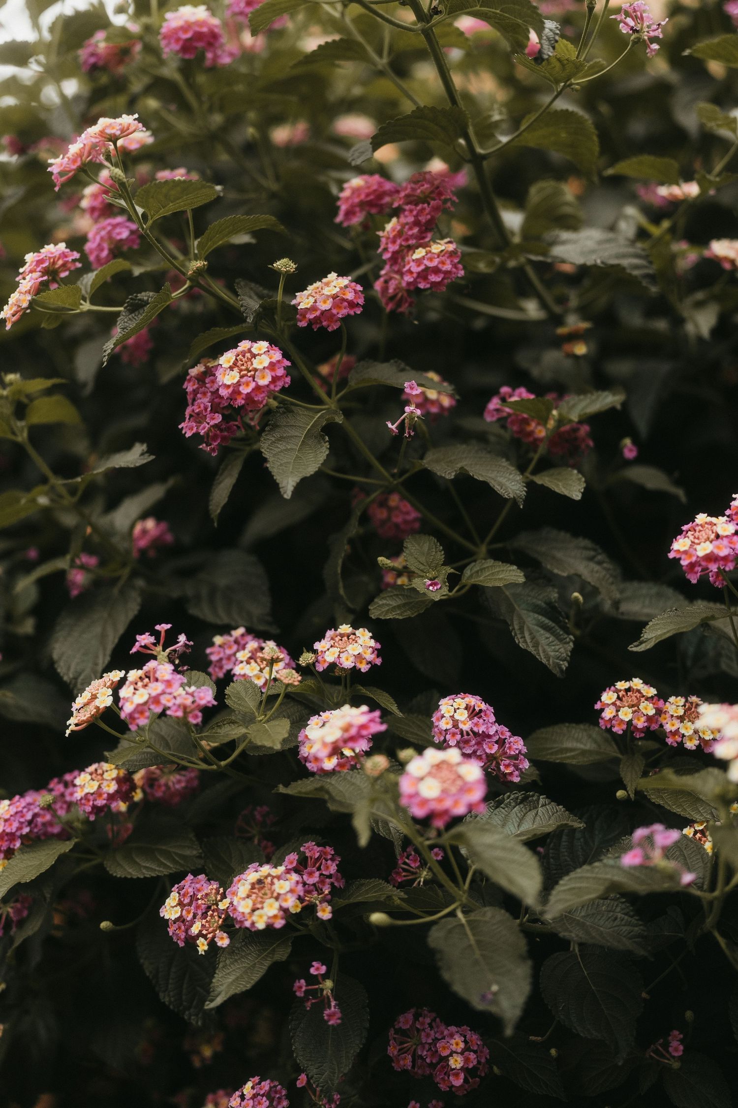 Pink hydrangea flowers blooming against dark green foliage in a garden setting.