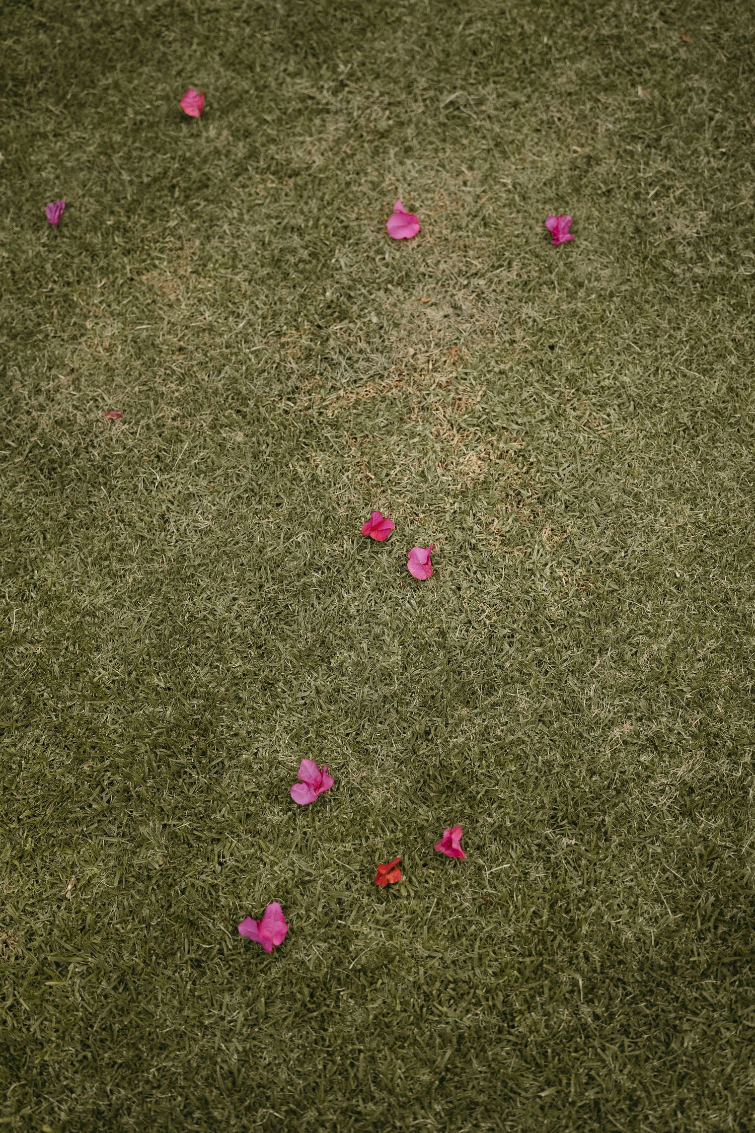 Pink rose petals scattered across green grass create a romantic garden setting.