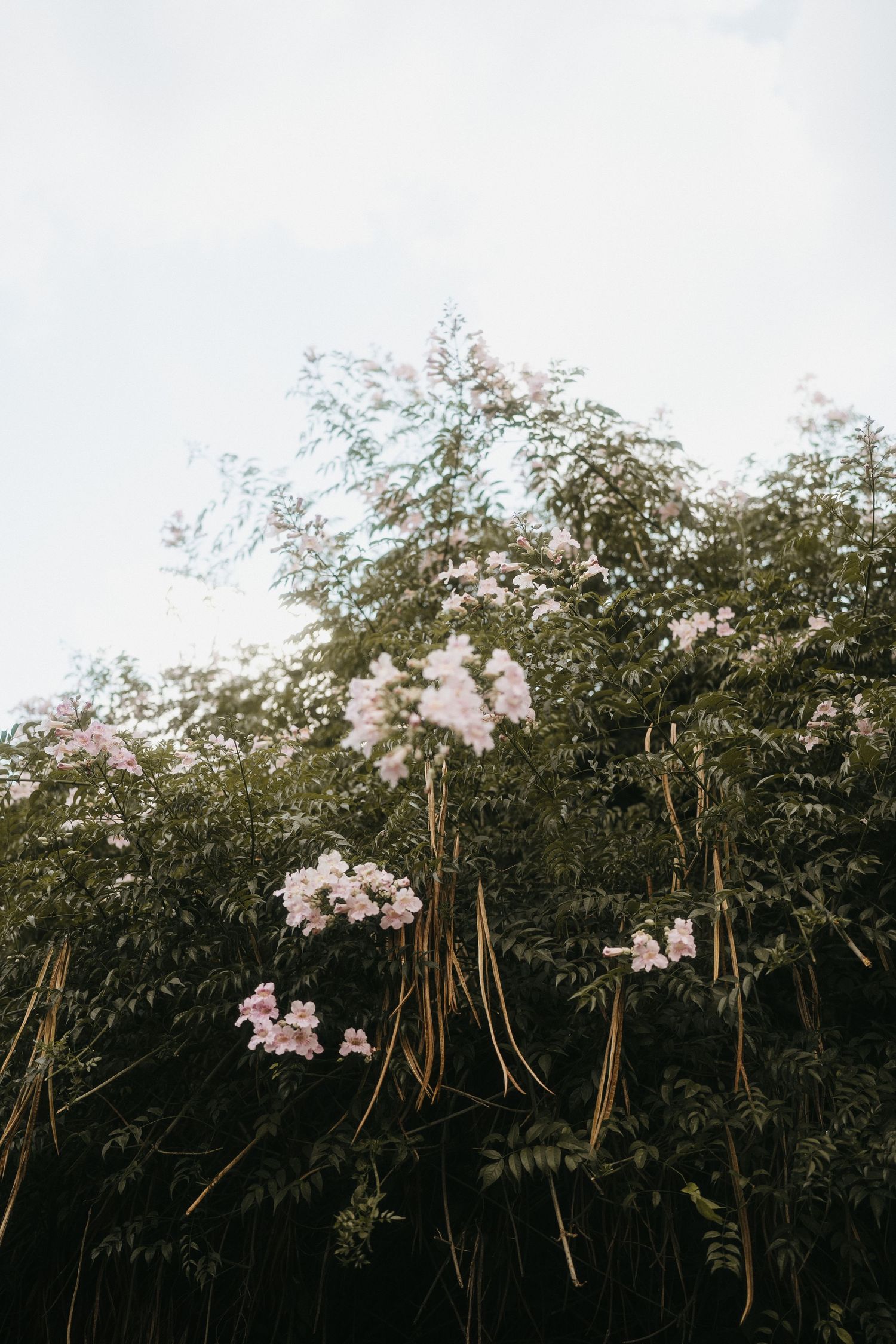 Pink cherry blossoms against a dark background creating a romantic garden atmosphere.