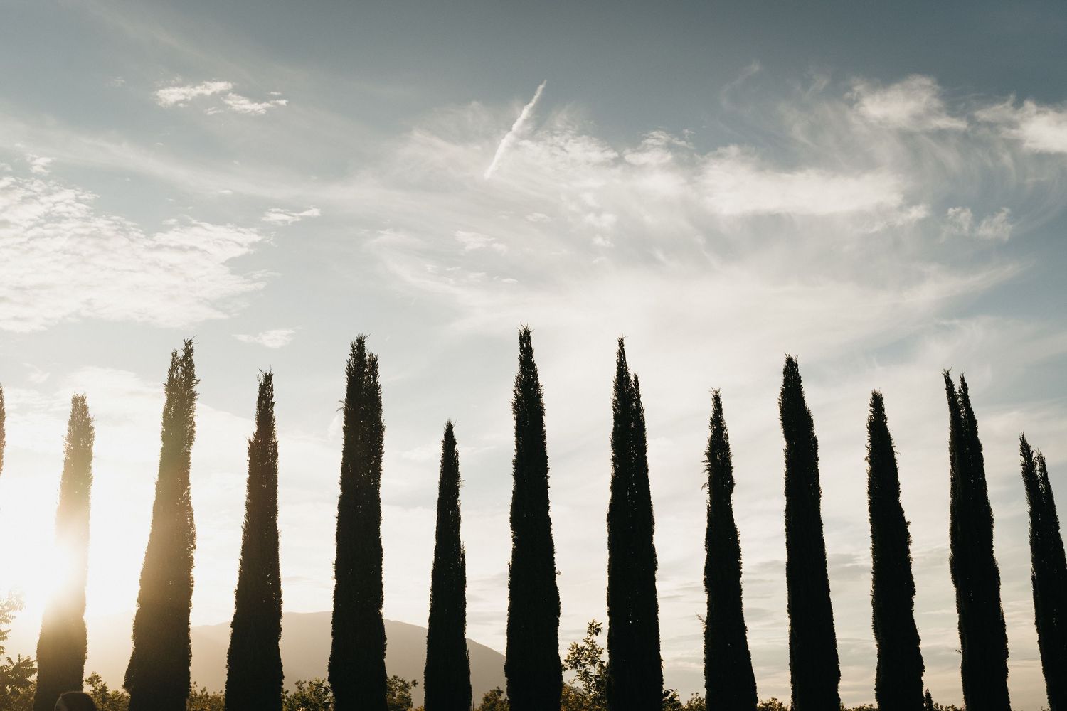Row of tall cypress trees silhouetted against a cloudy sky at sunset.