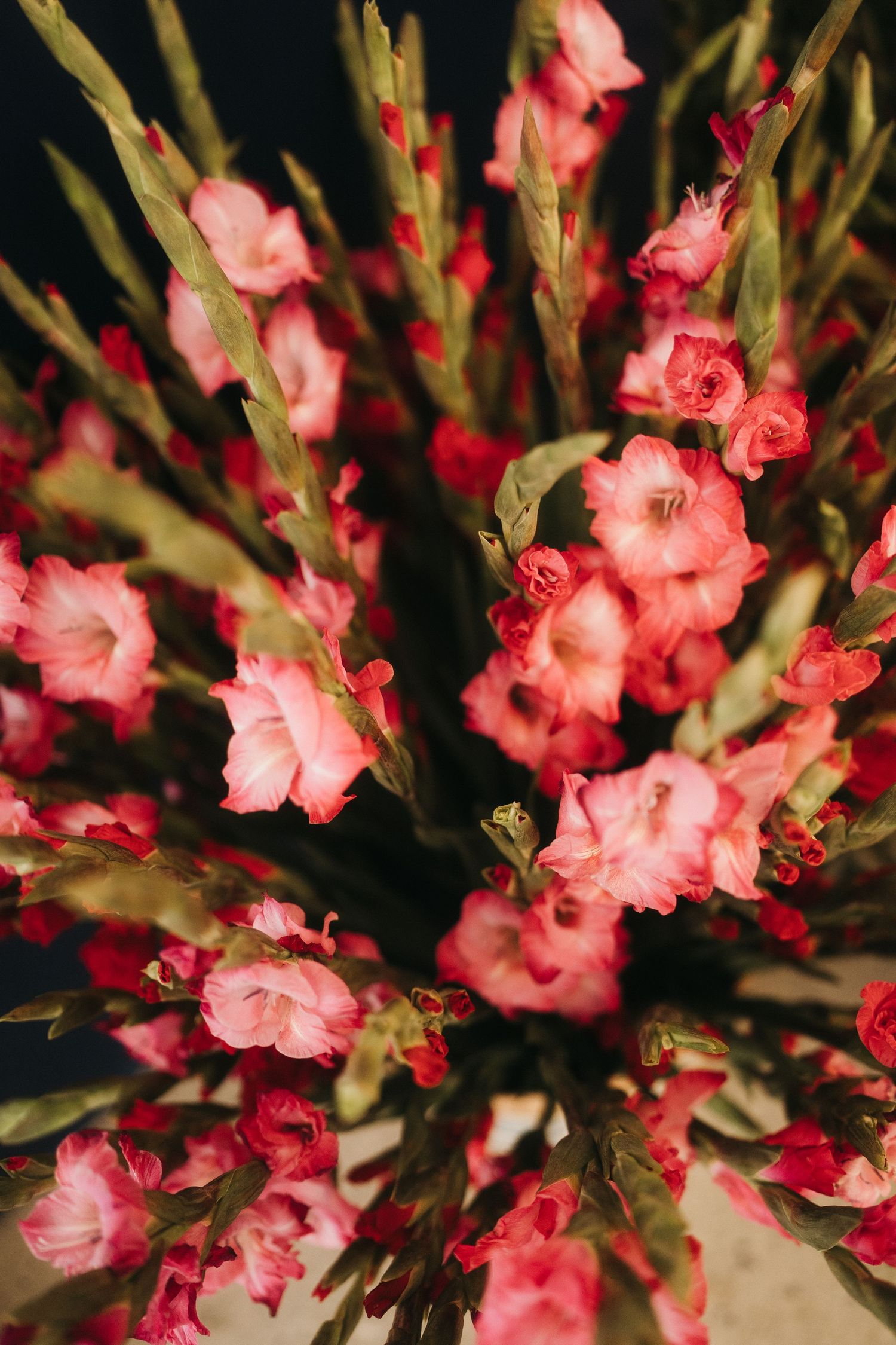 Beautiful pink gladiolus flowers arranged in a dramatic display against a dark background.