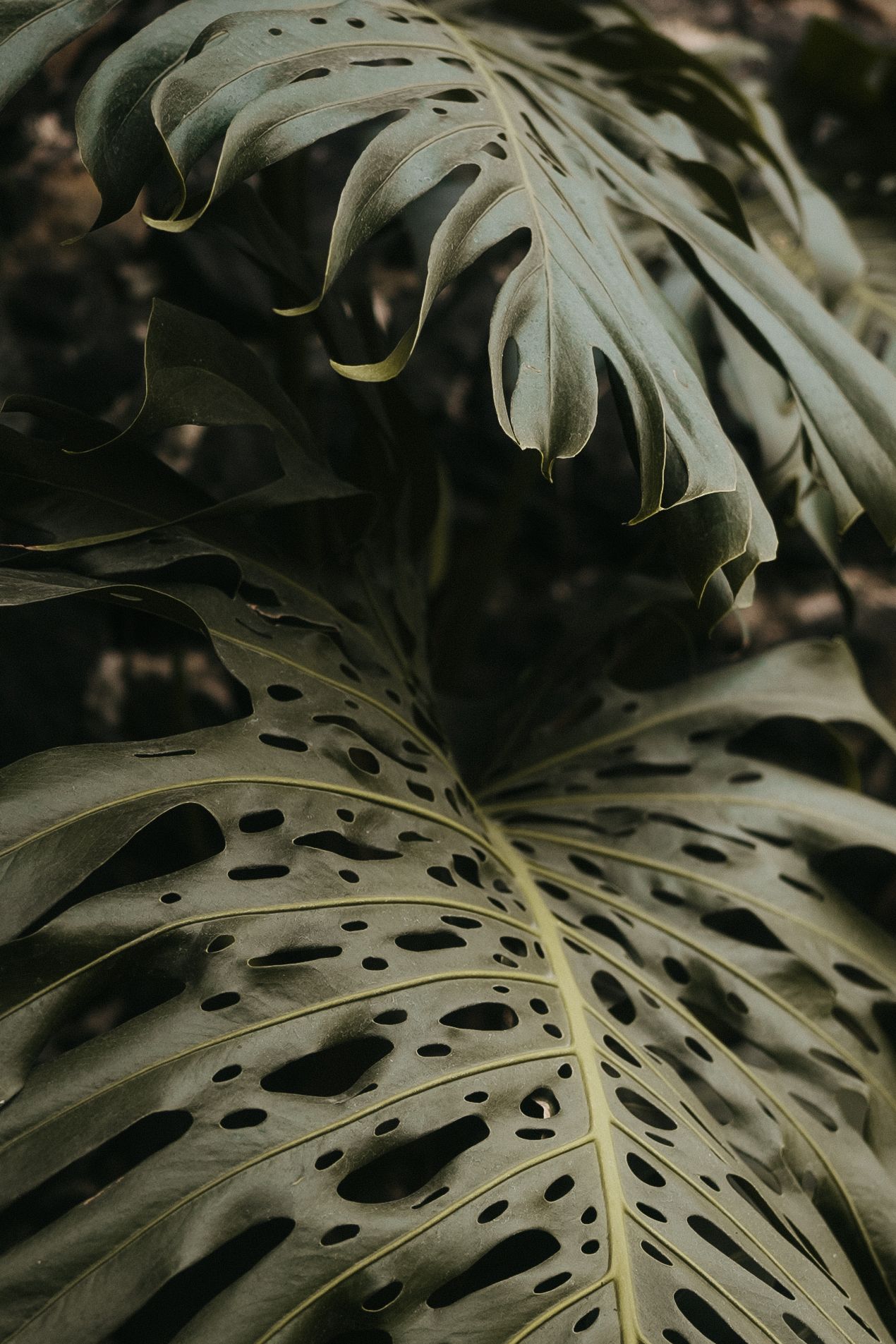 Close-up of large monstera deliciosa leaves with natural holes and patterns.