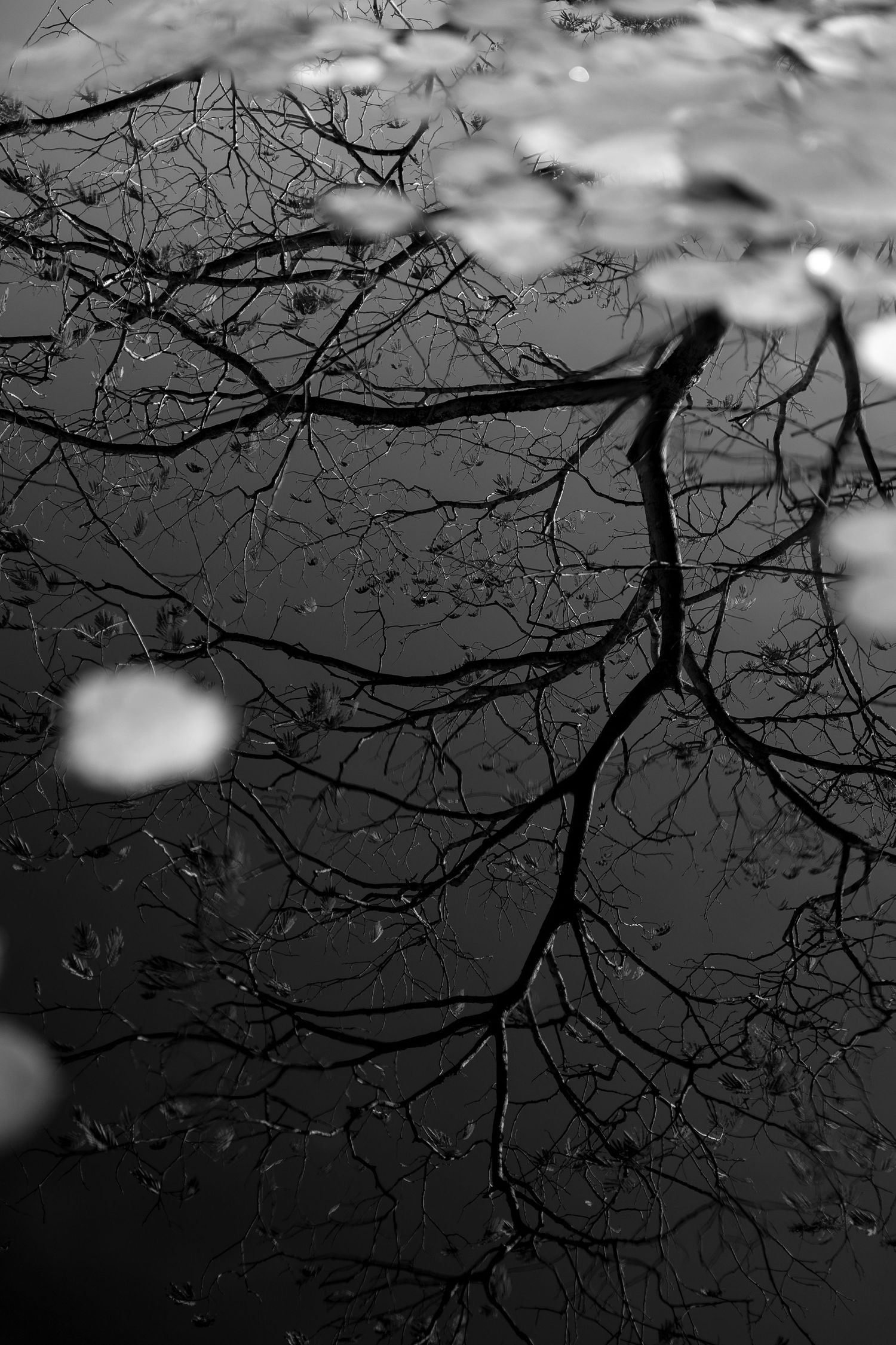 Black and white reflection of bare tree branches in still water with floating leaves.