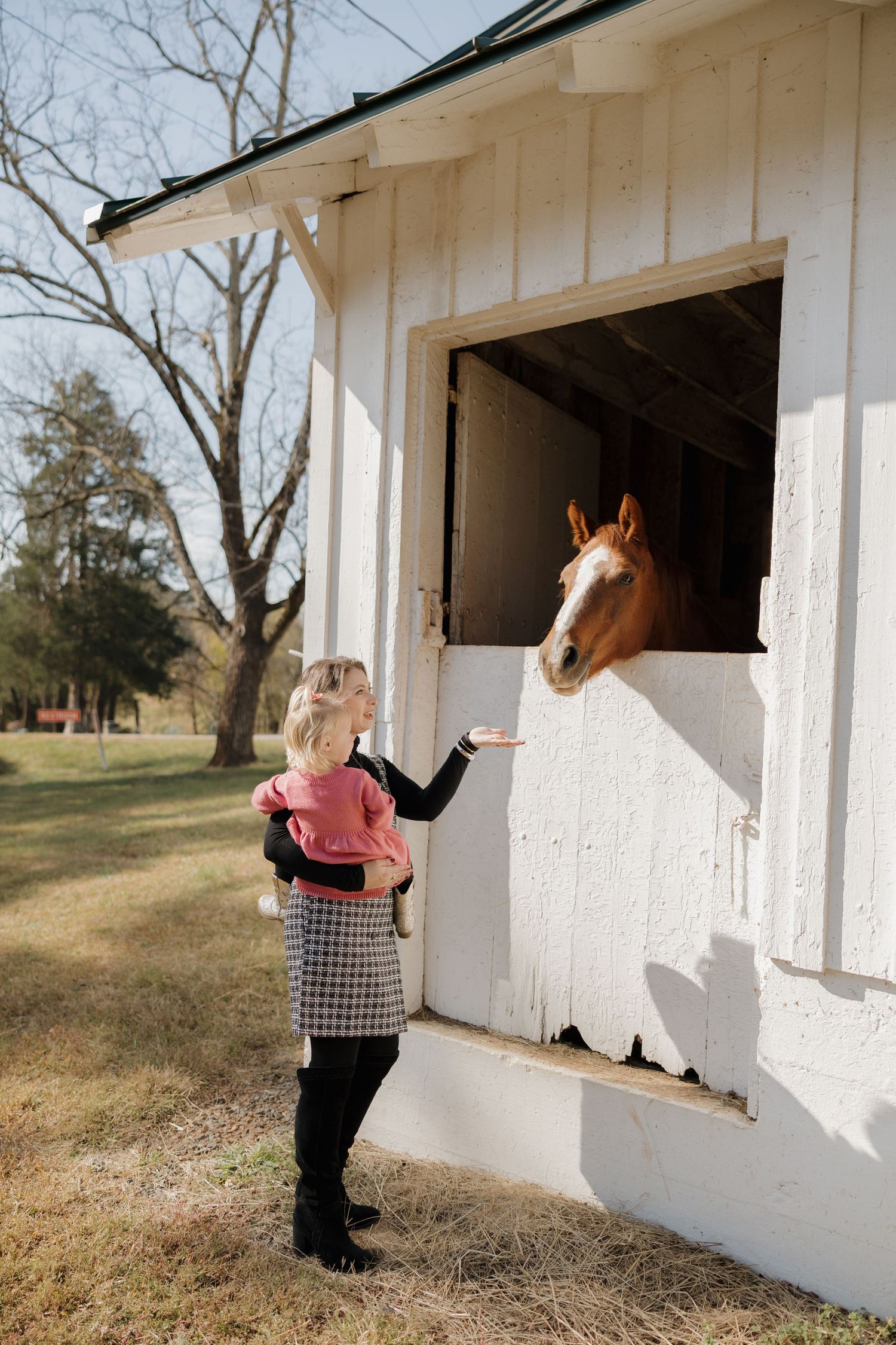 A chestnut horse peers out from a white stable stall while someone in a pink sweater reaches up to pet it.