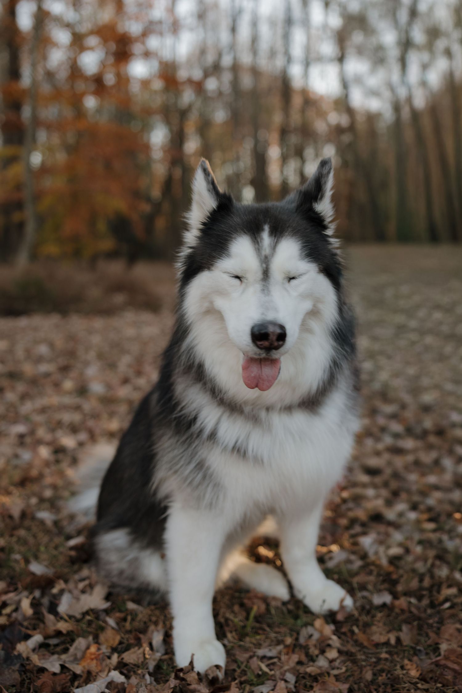 A black and white Husky dog with a happy expression sits among fallen autumn leaves in a forest setting.