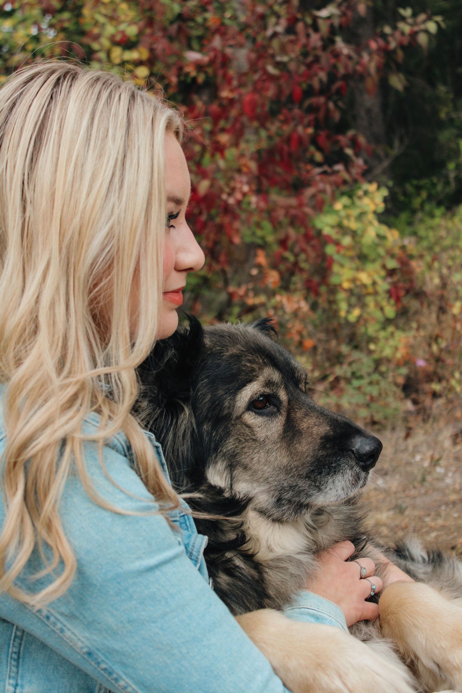 Woman in blue cuddling with a senior German Shepherd dog against autumn foliage.