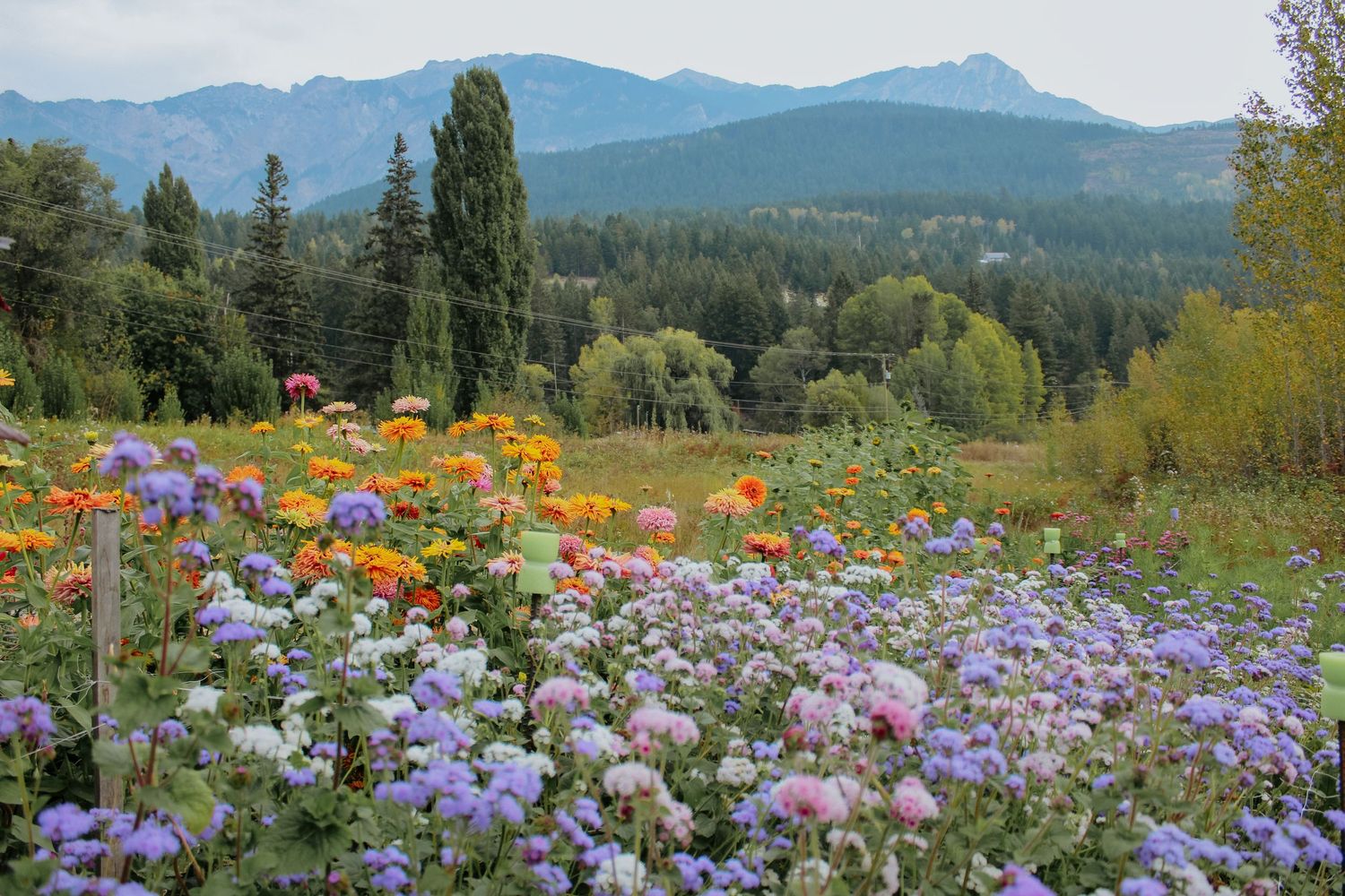 Purple asters filling meadow with mountain range visible in distance.