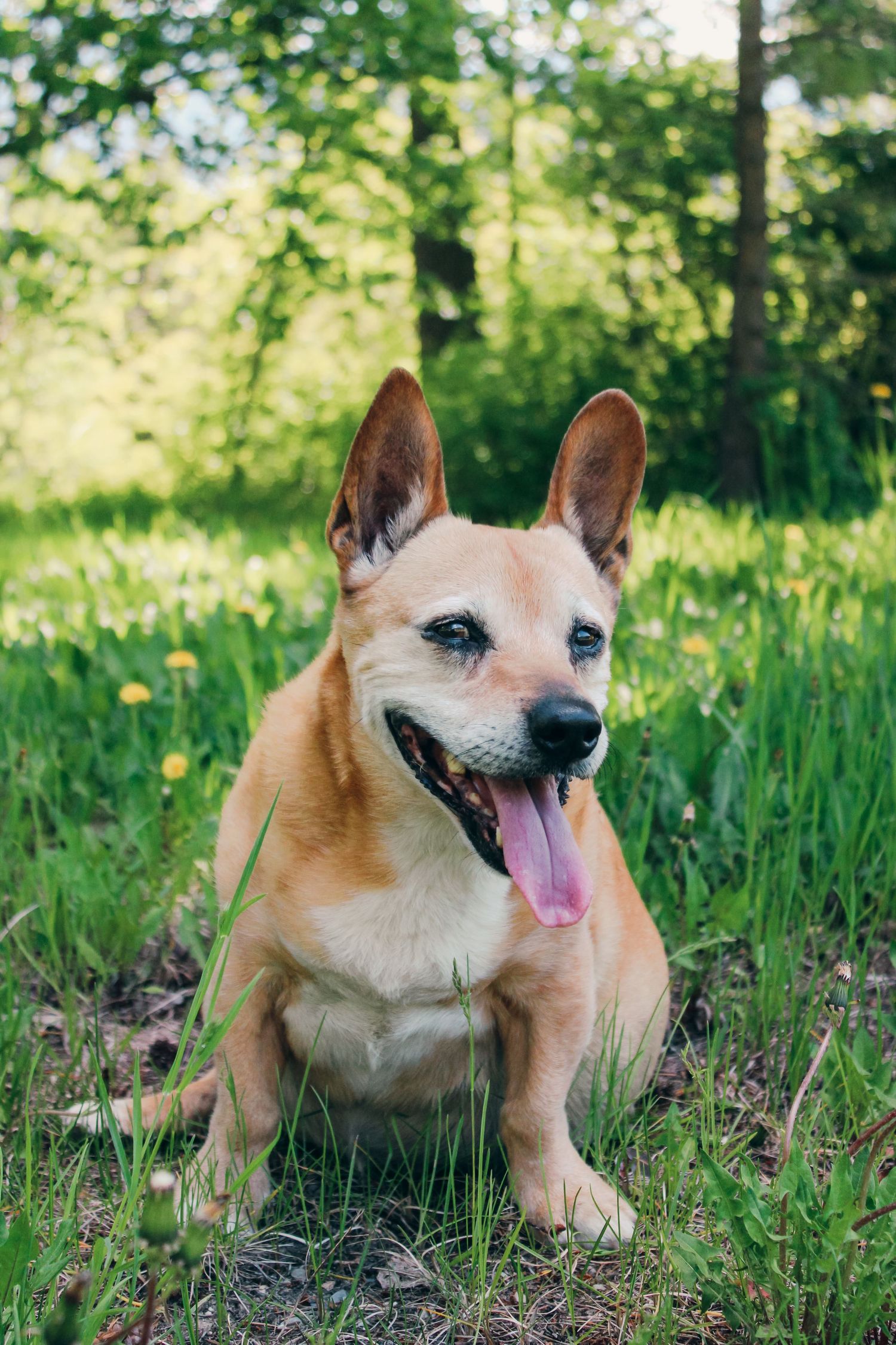 A happy tan dog with large ears sits in green grass with tongue out in a sunny forest park setting.