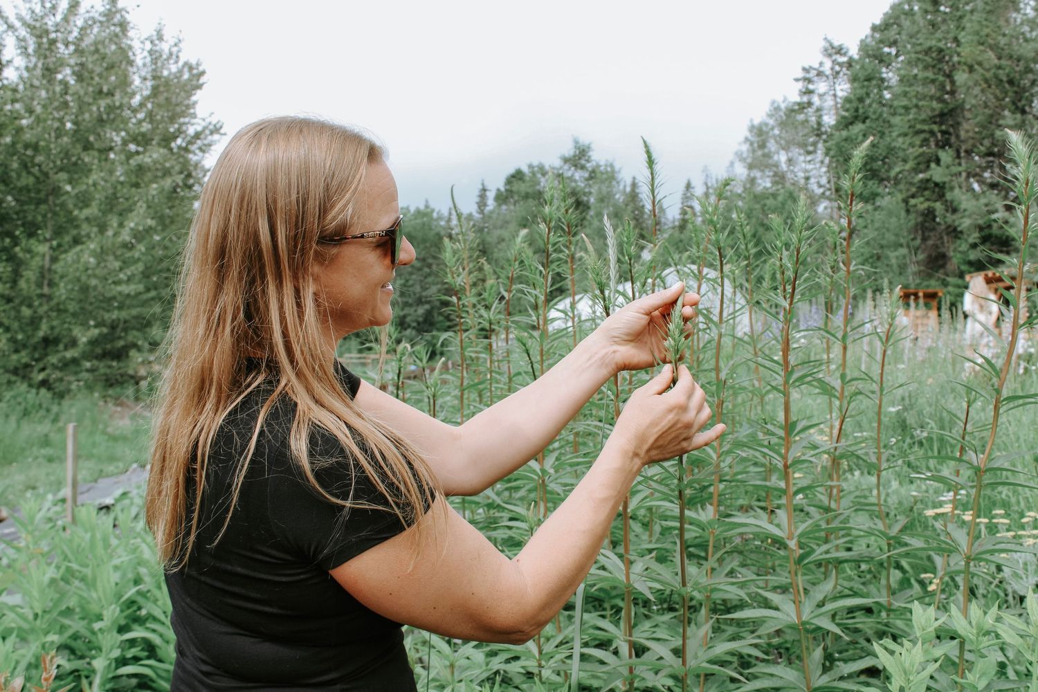 Person picking flowers in a lush garden field during summer.